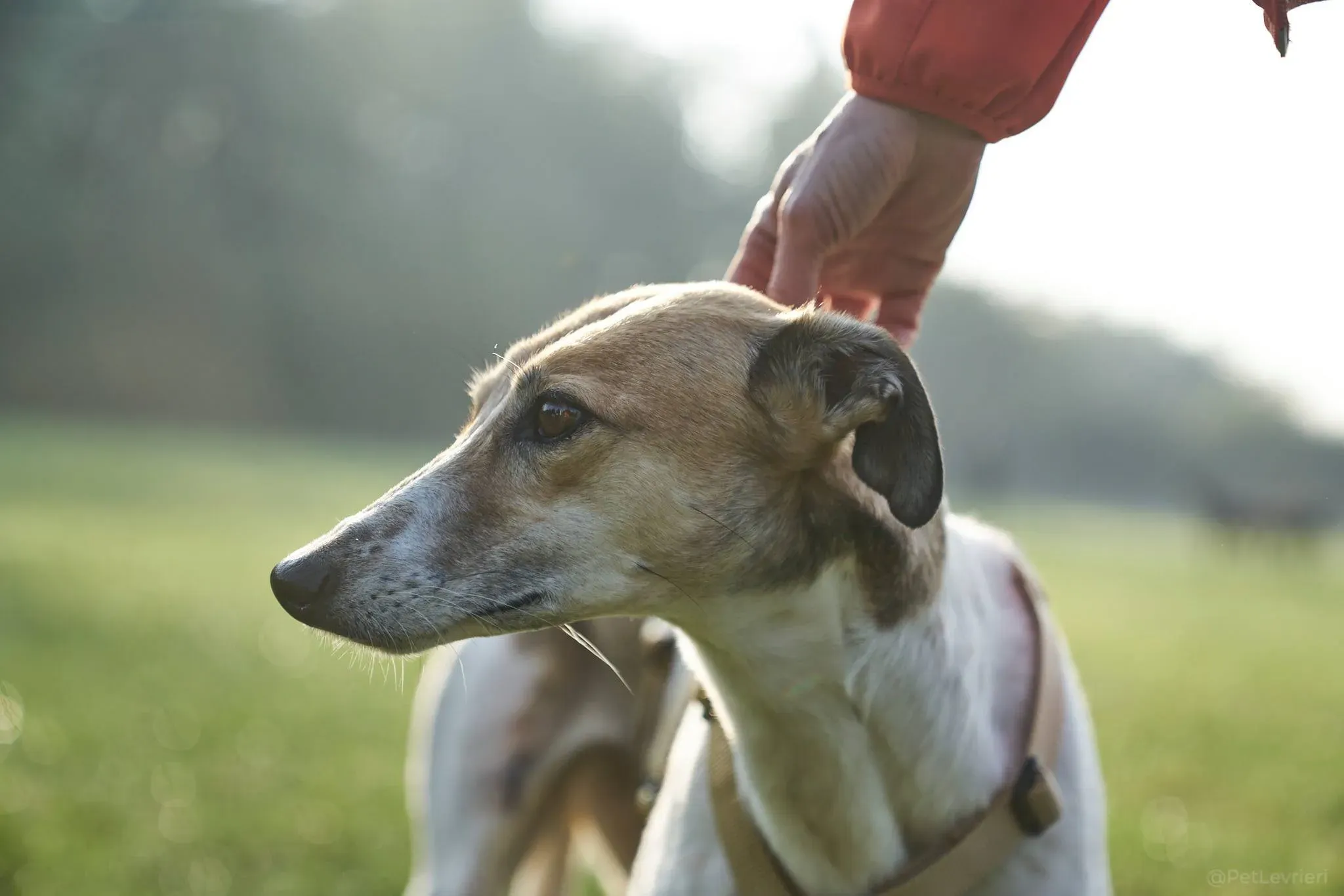 Rose lurcher adozionelevrieri adoptionday 1