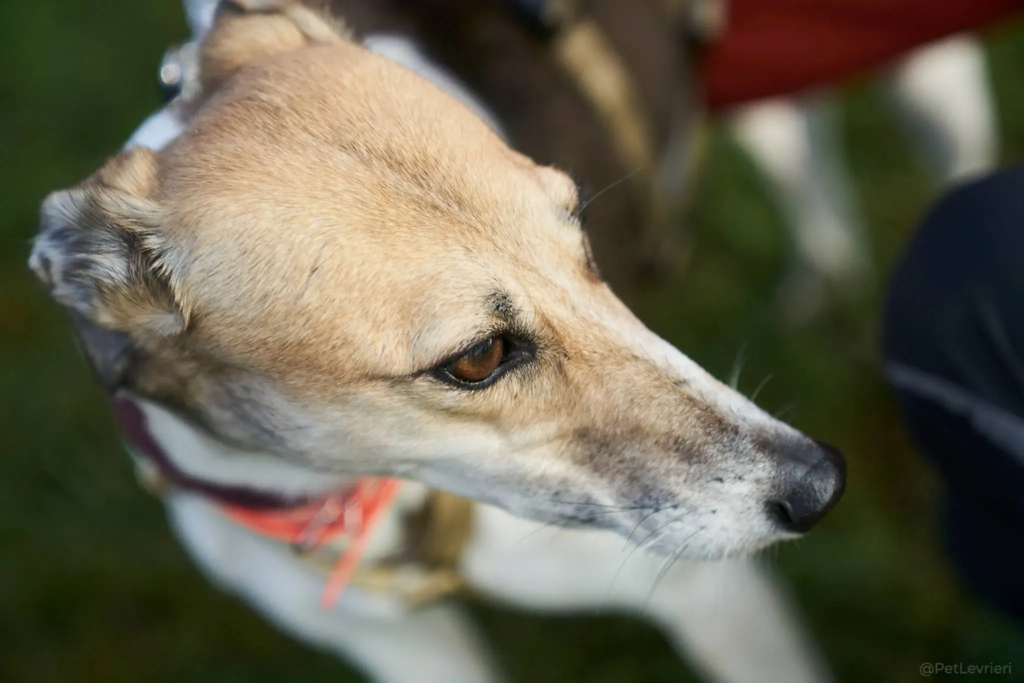 Rose lurcher adozionelevrieri adoptionday 11