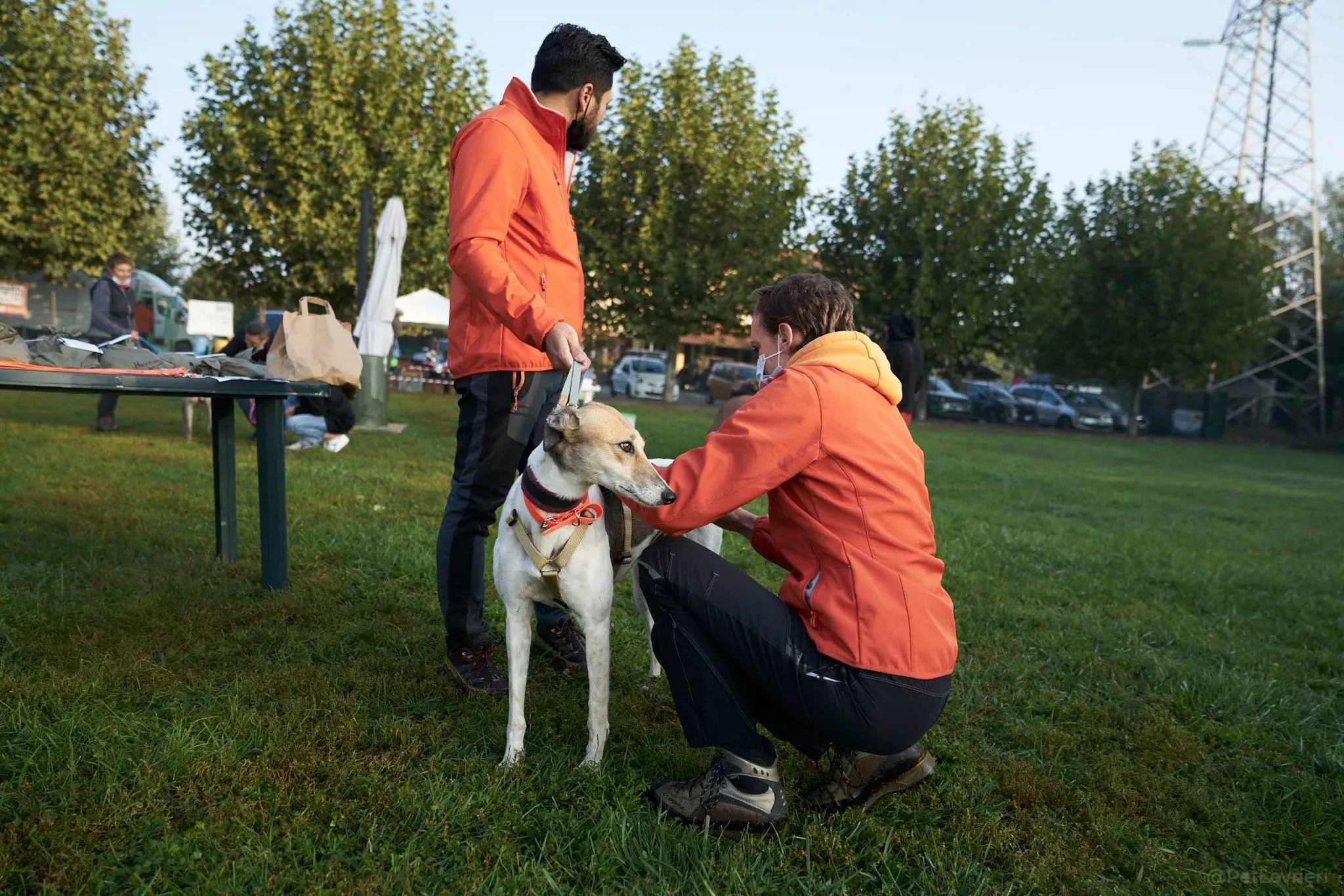 Rose lurcher adozionelevrieri adoptionday 12