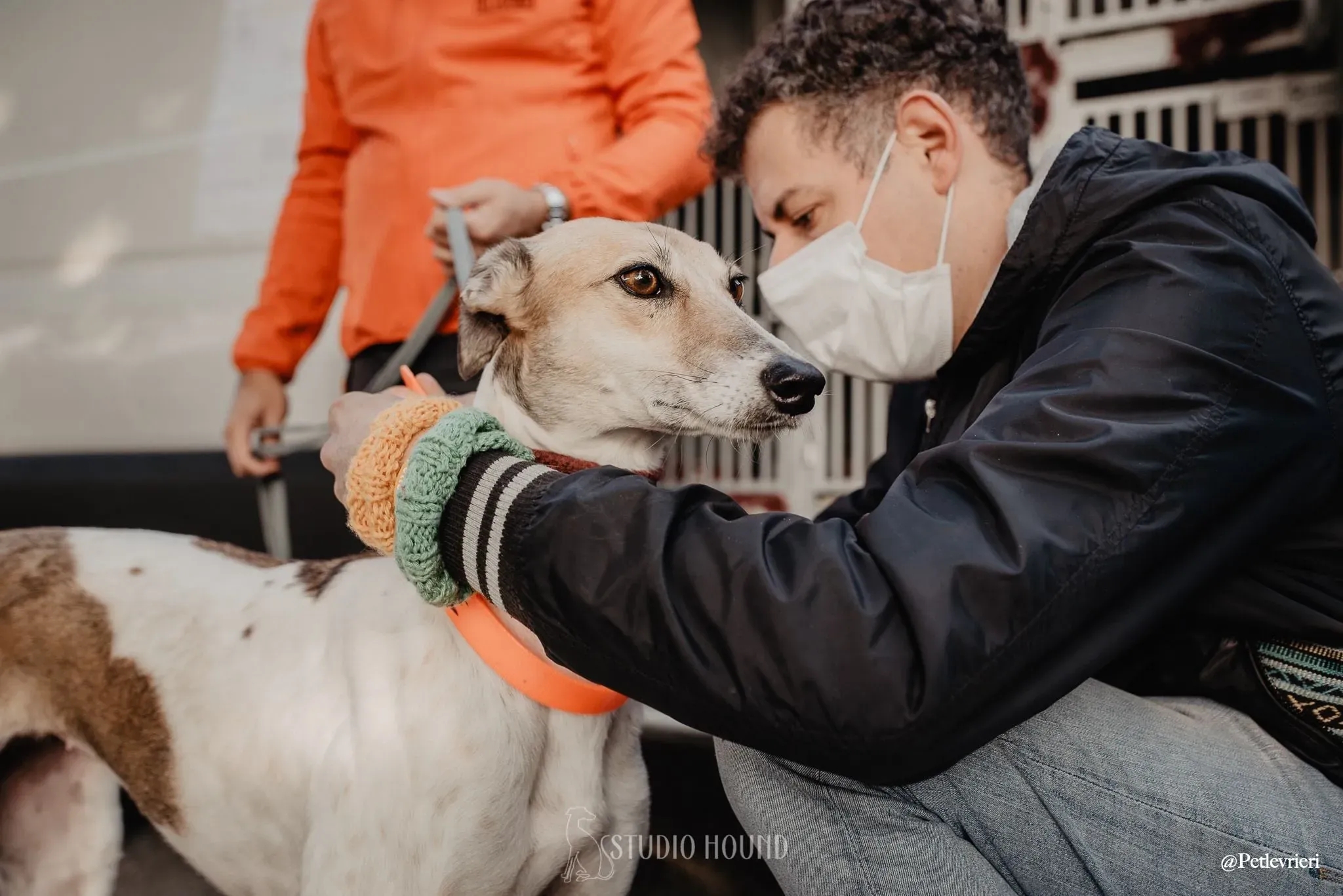 Rose lurcher adozionelevrieri adoptionday 2