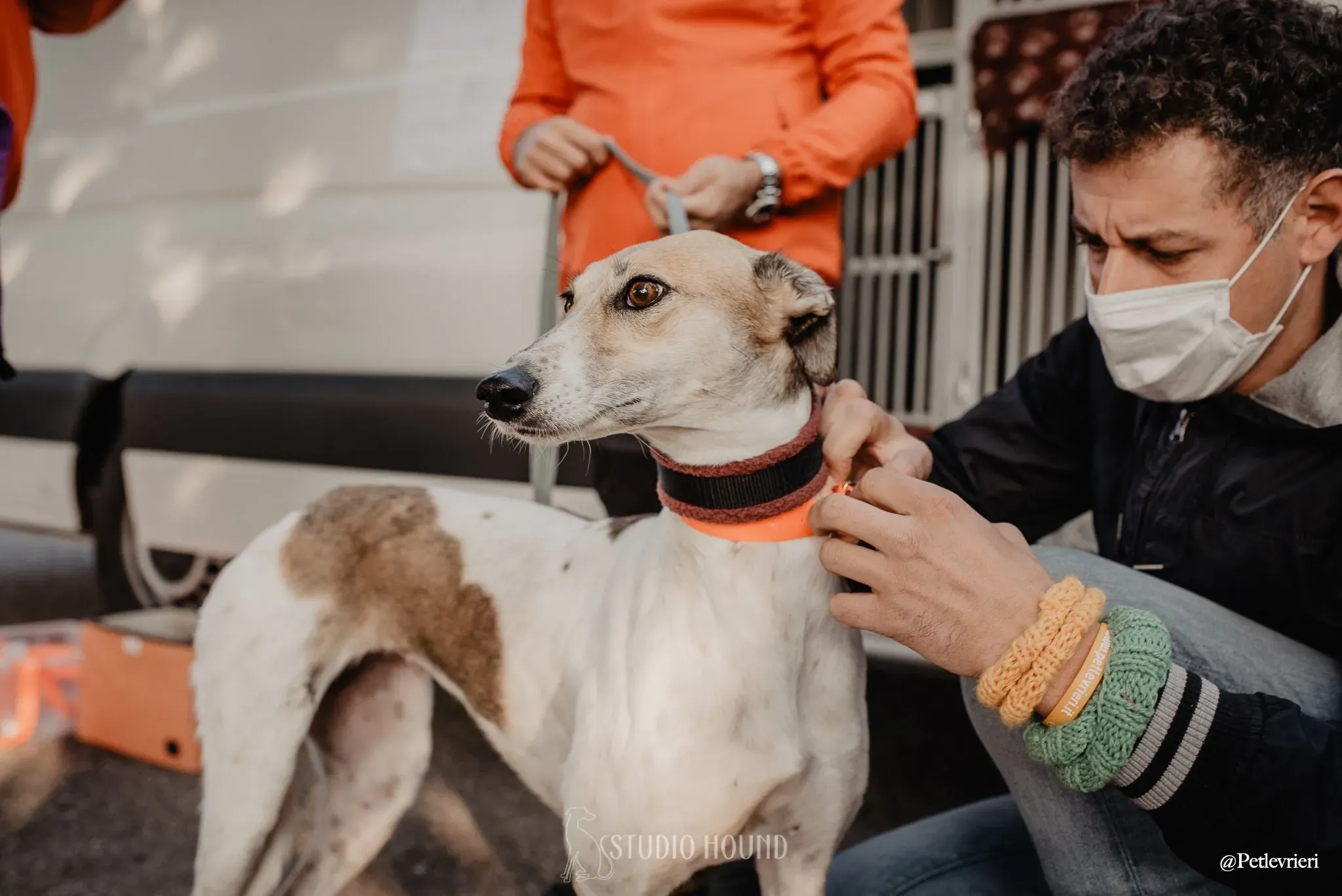 Rose lurcher adozionelevrieri adoptionday 3