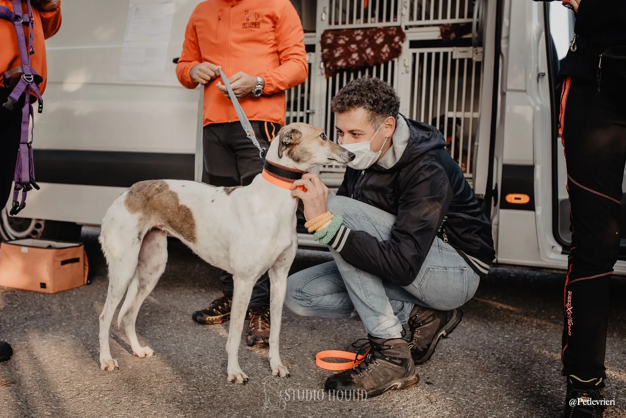 Rose lurcher adozionelevrieri adoptionday 4