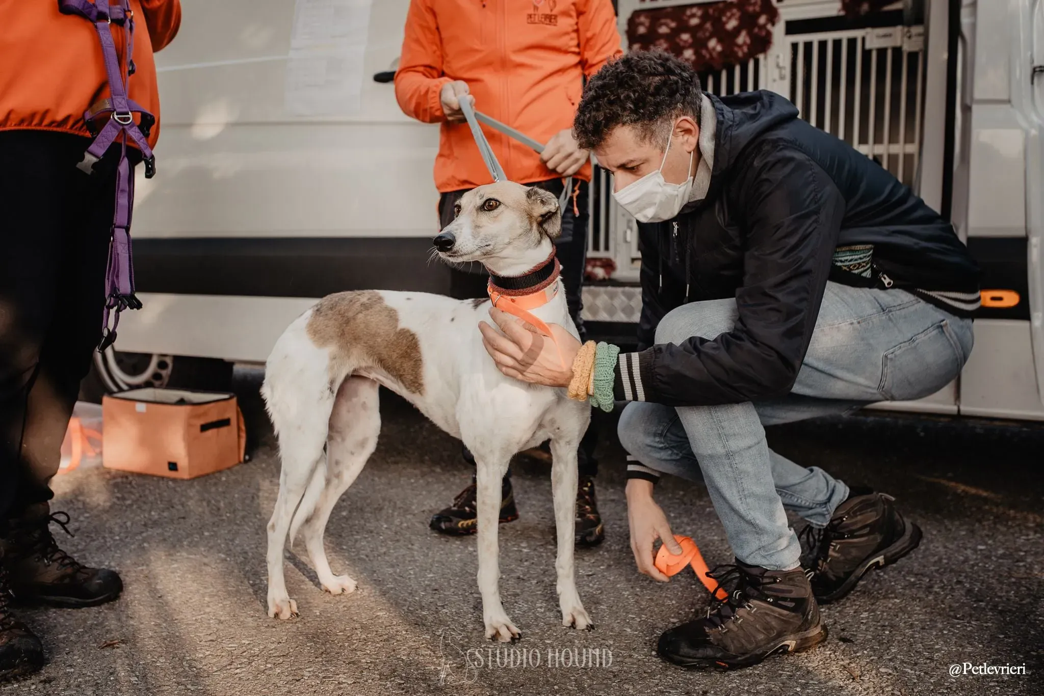 Rose lurcher adozionelevrieri adoptionday 5