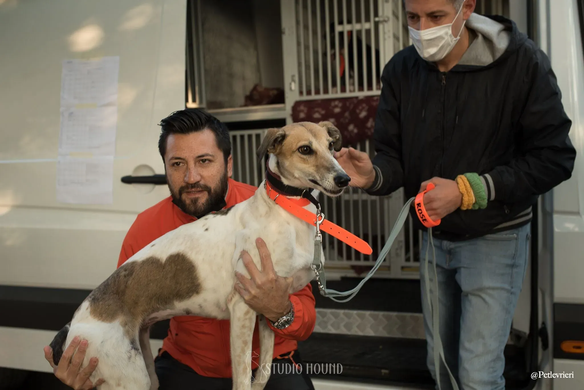 Rose lurcher adozionelevrieri adoptionday 6