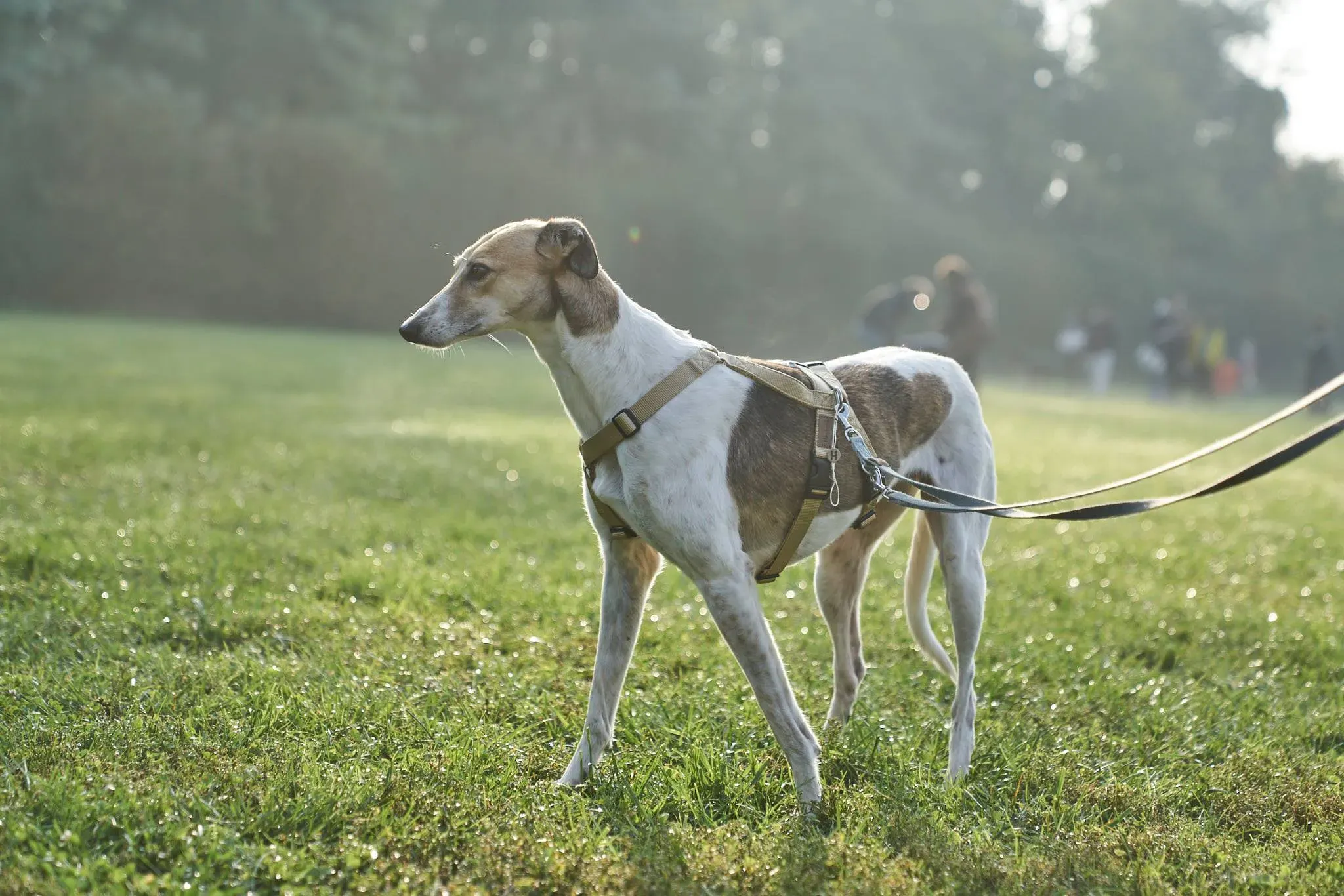 Rose lurcher adozionelevrieri adoptionday 7
