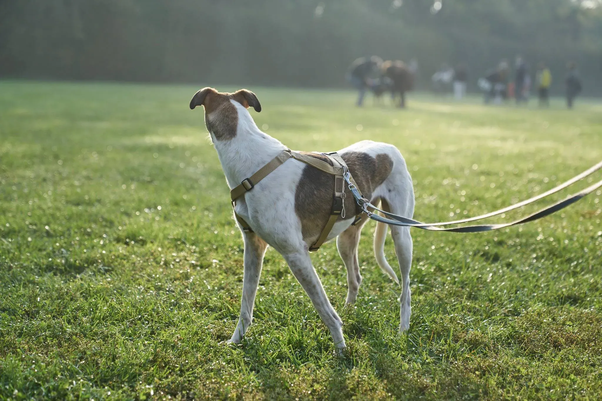 Rose lurcher adozionelevrieri adoptionday 8