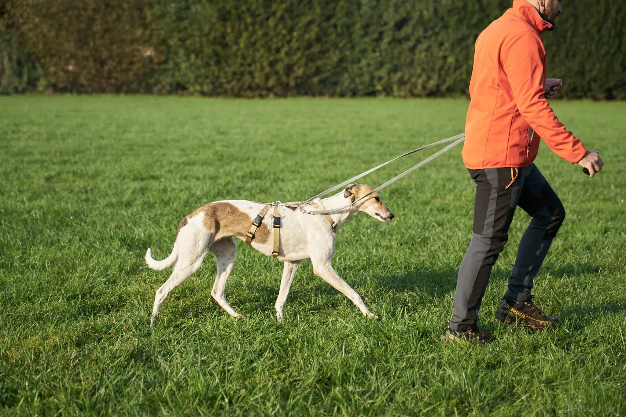 Rose lurcher adozionelevrieri adoptionday 9