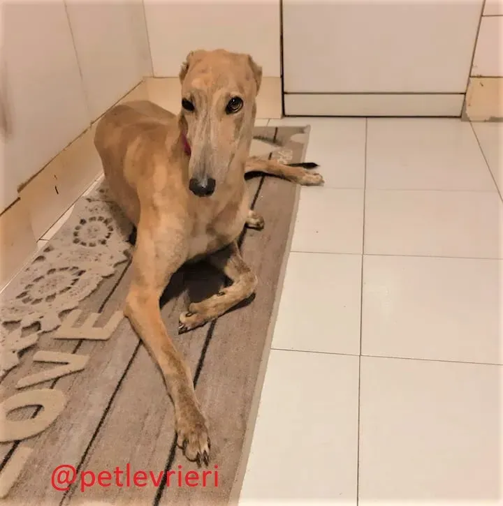 Rosemary adozione levrieri greyhound 2