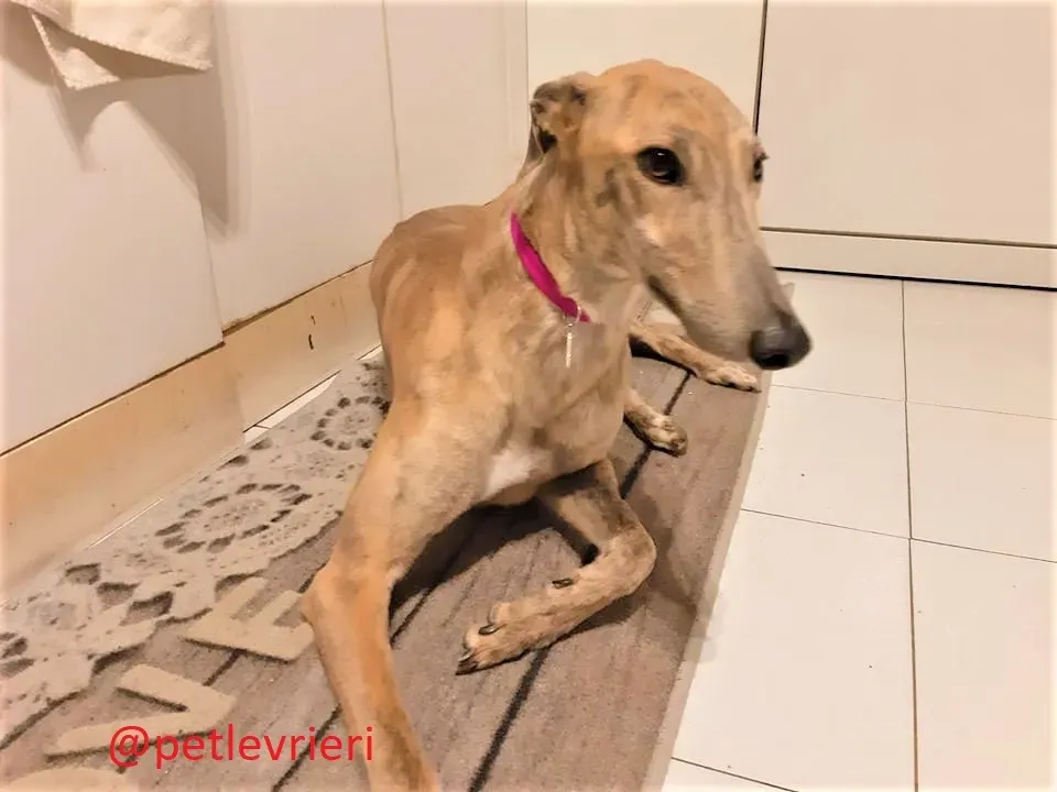 Rosemary adozione levrieri greyhound 20