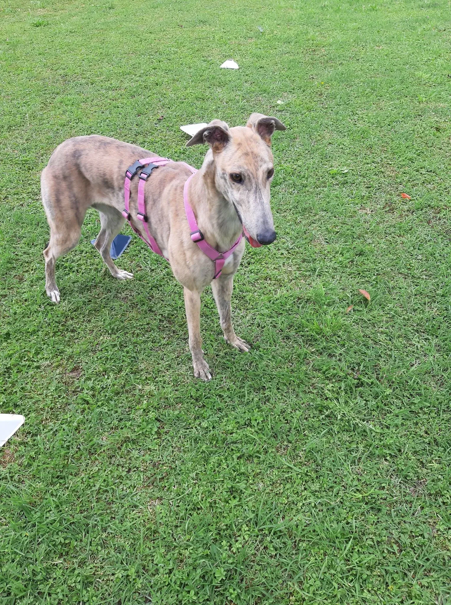 Rosemary greyhound adozione levireri fosterhome 1