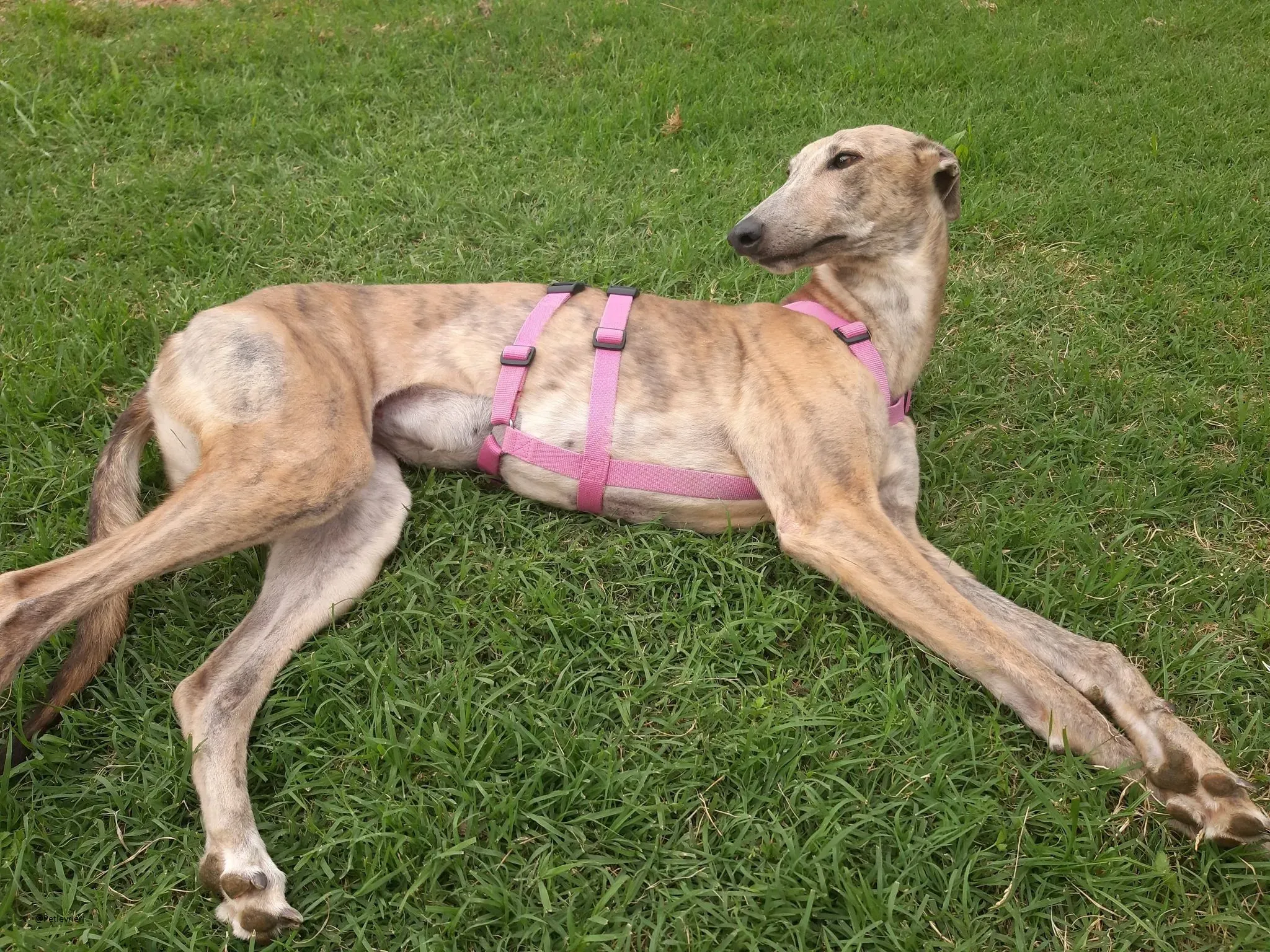 Rosemary greyhound adozione levireri fosterhome 2
