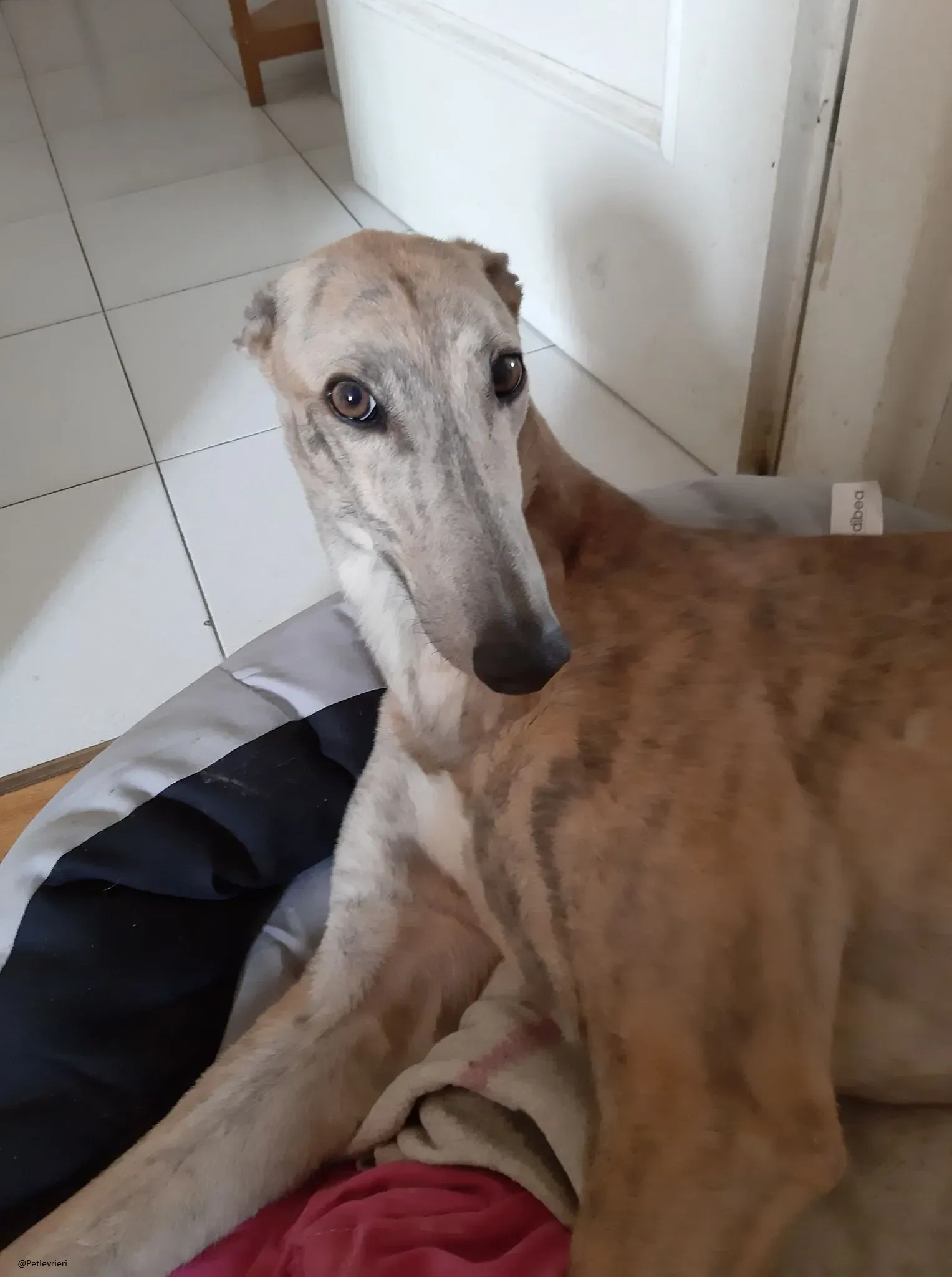 Rosemary greyhound adozione levireri fosterhome 3