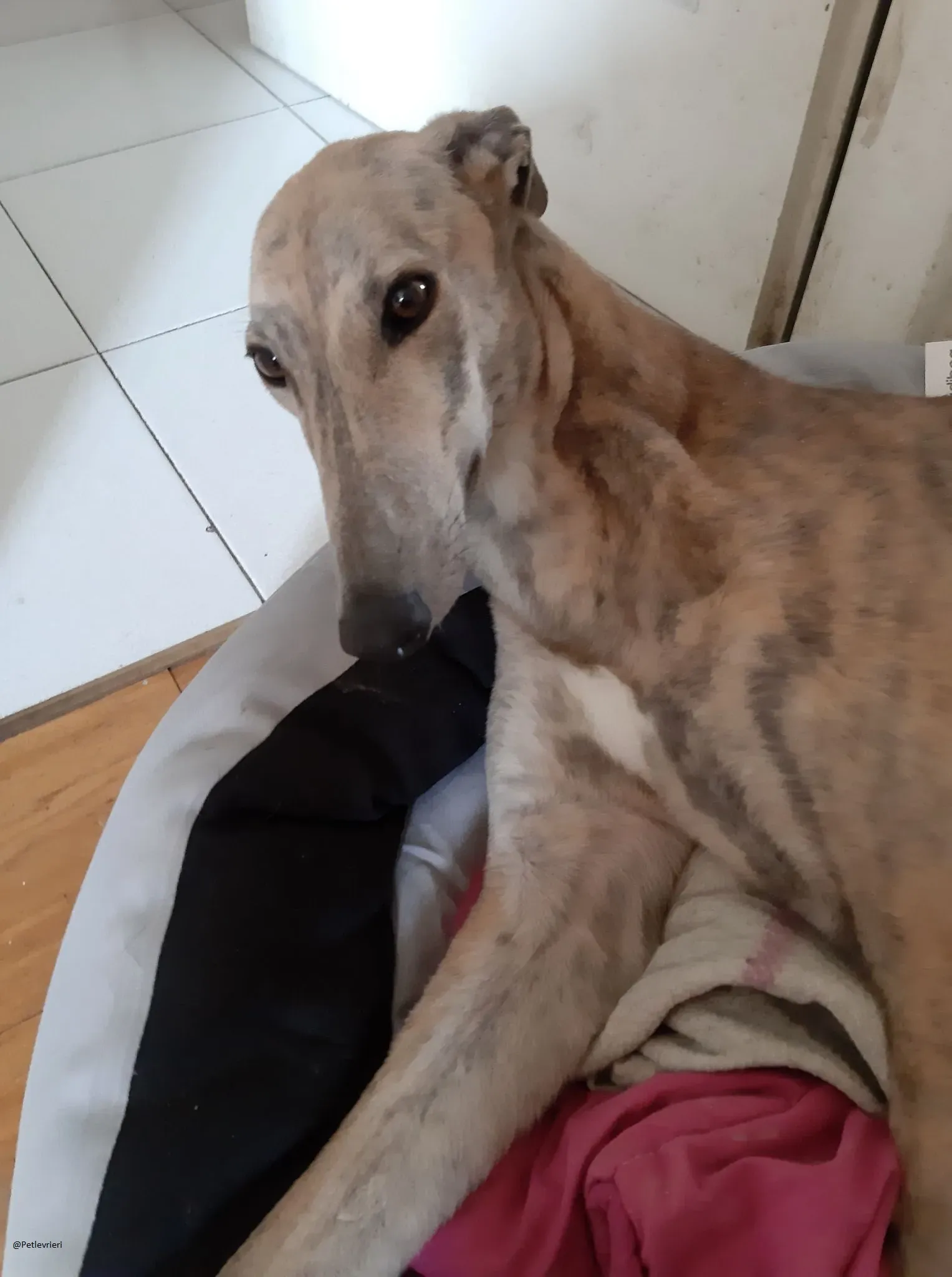 Rosemary greyhound adozione levireri fosterhome 4
