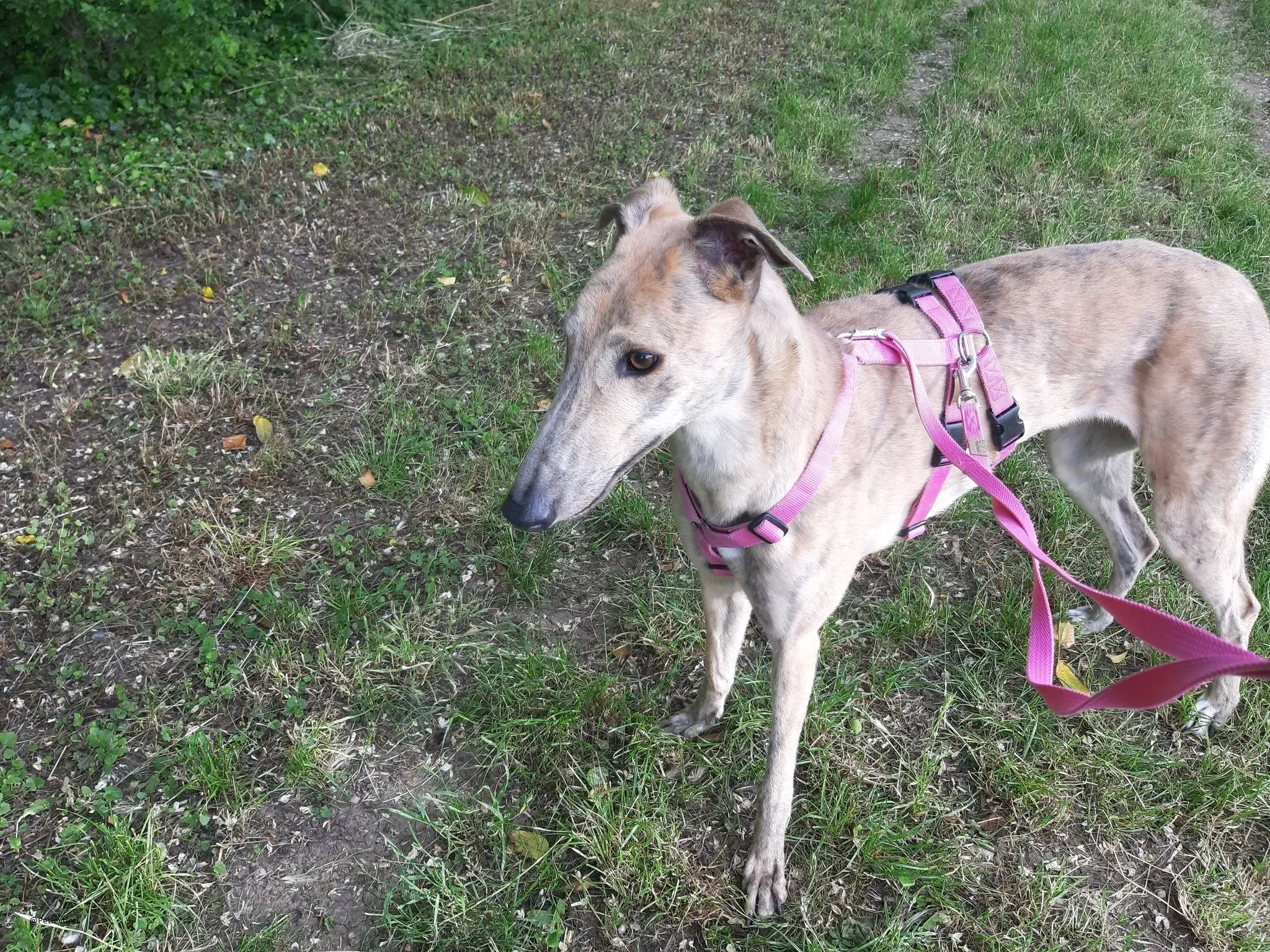 Rosemary greyhound adozione levireri fosterhome 5