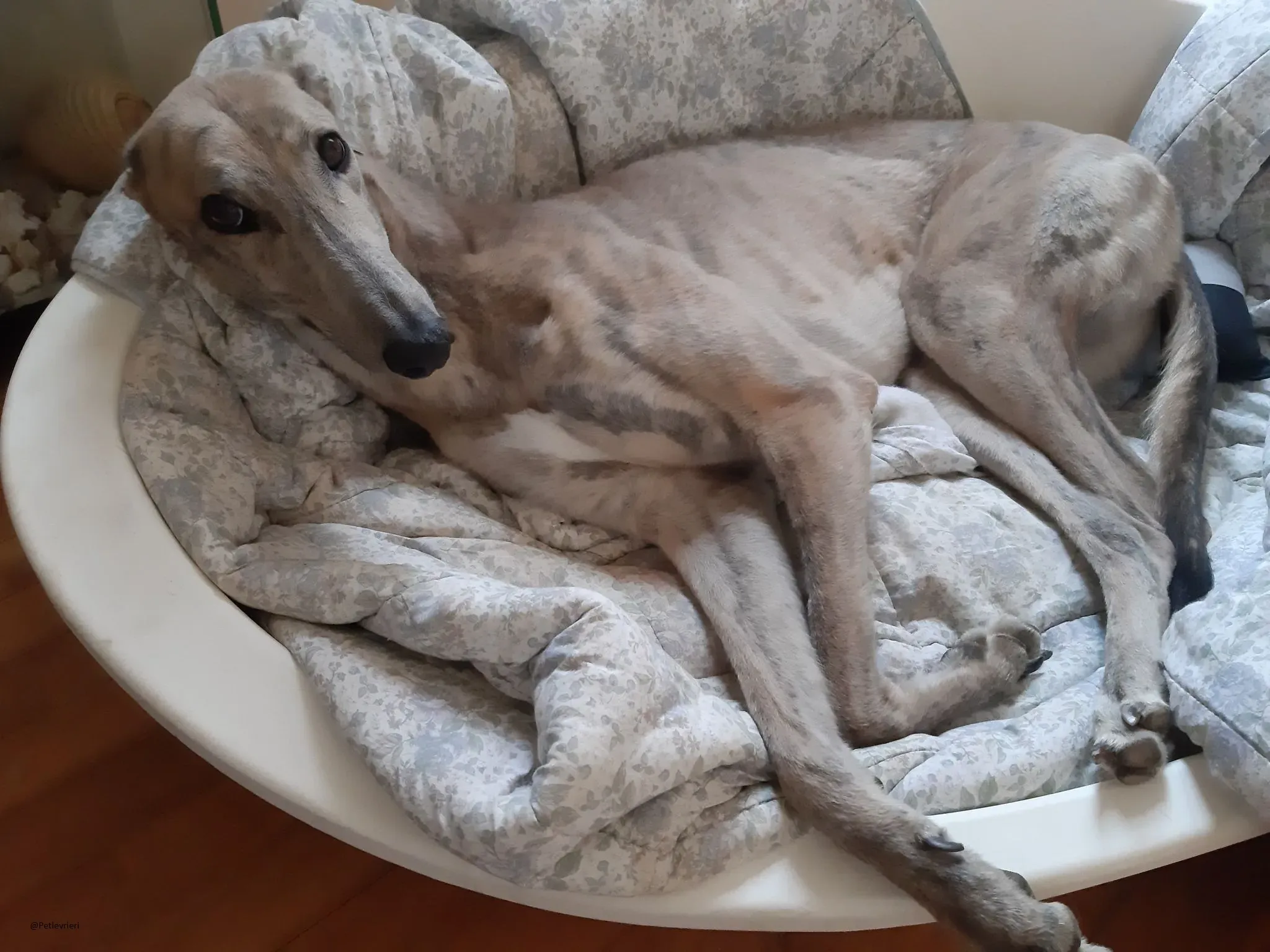 Rosemary greyhound adozione levireri fosterhome 6