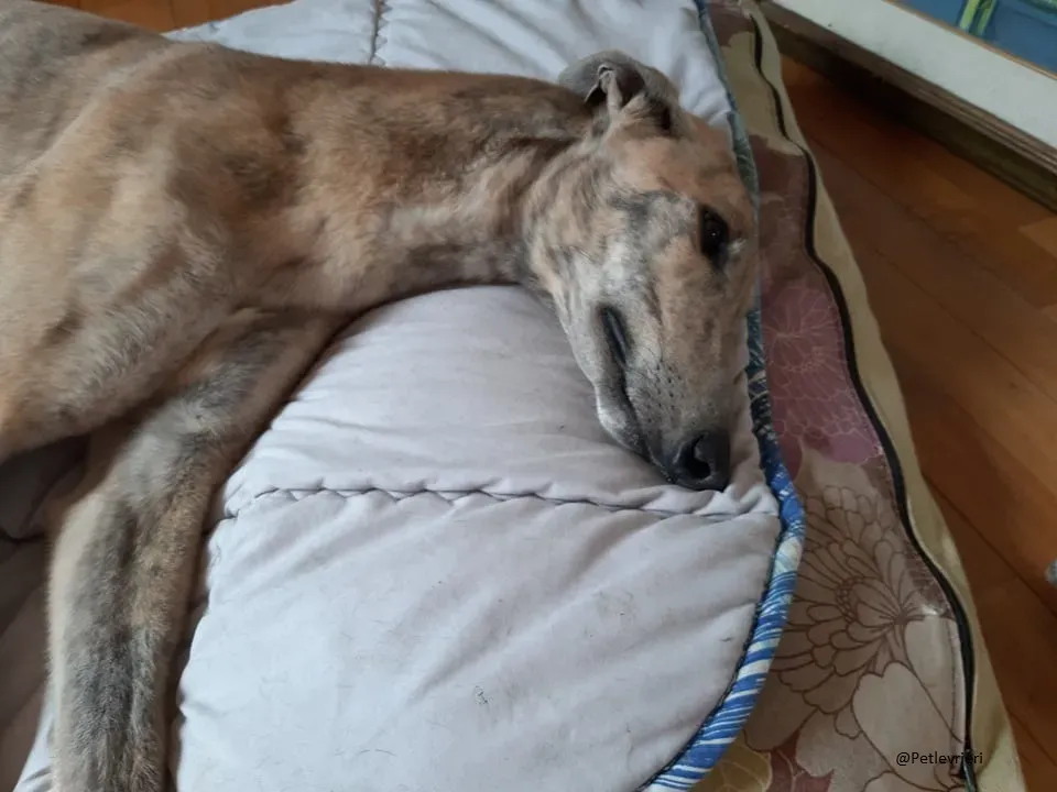 Rosemary greyhound adozione levireri fosterhome 7