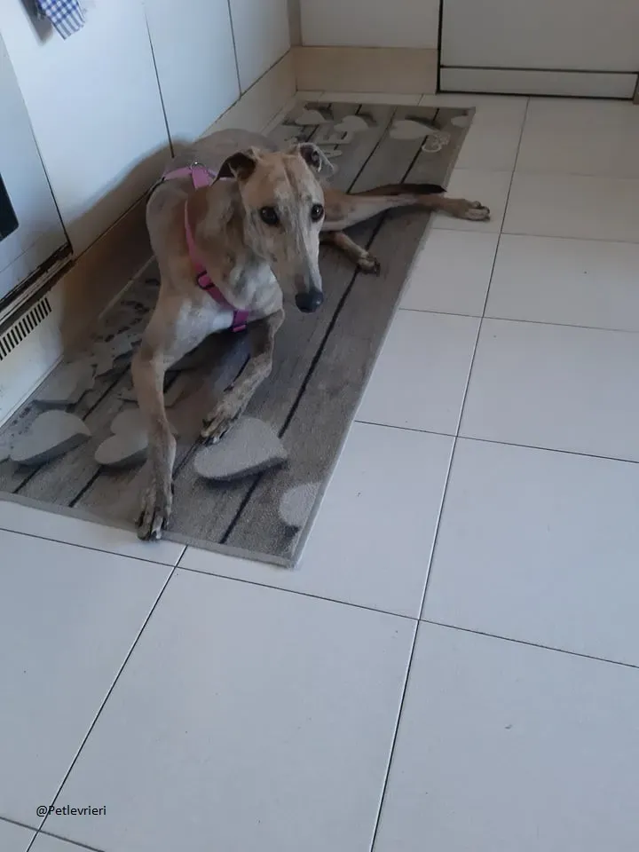 Rosemary greyhound adozionelevrieri foster 1