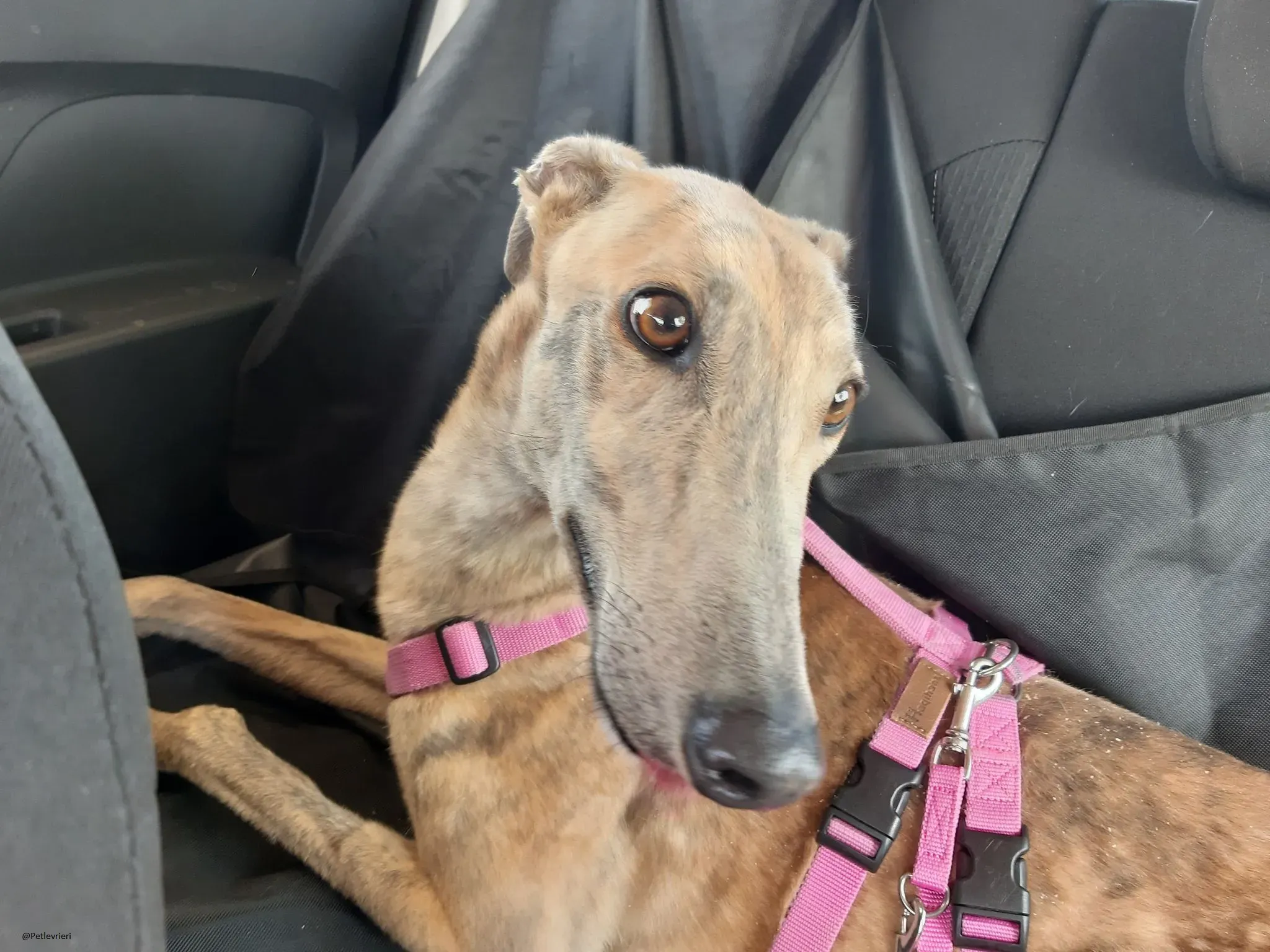 Rosemary greyhound adozionelevrieri foster 2