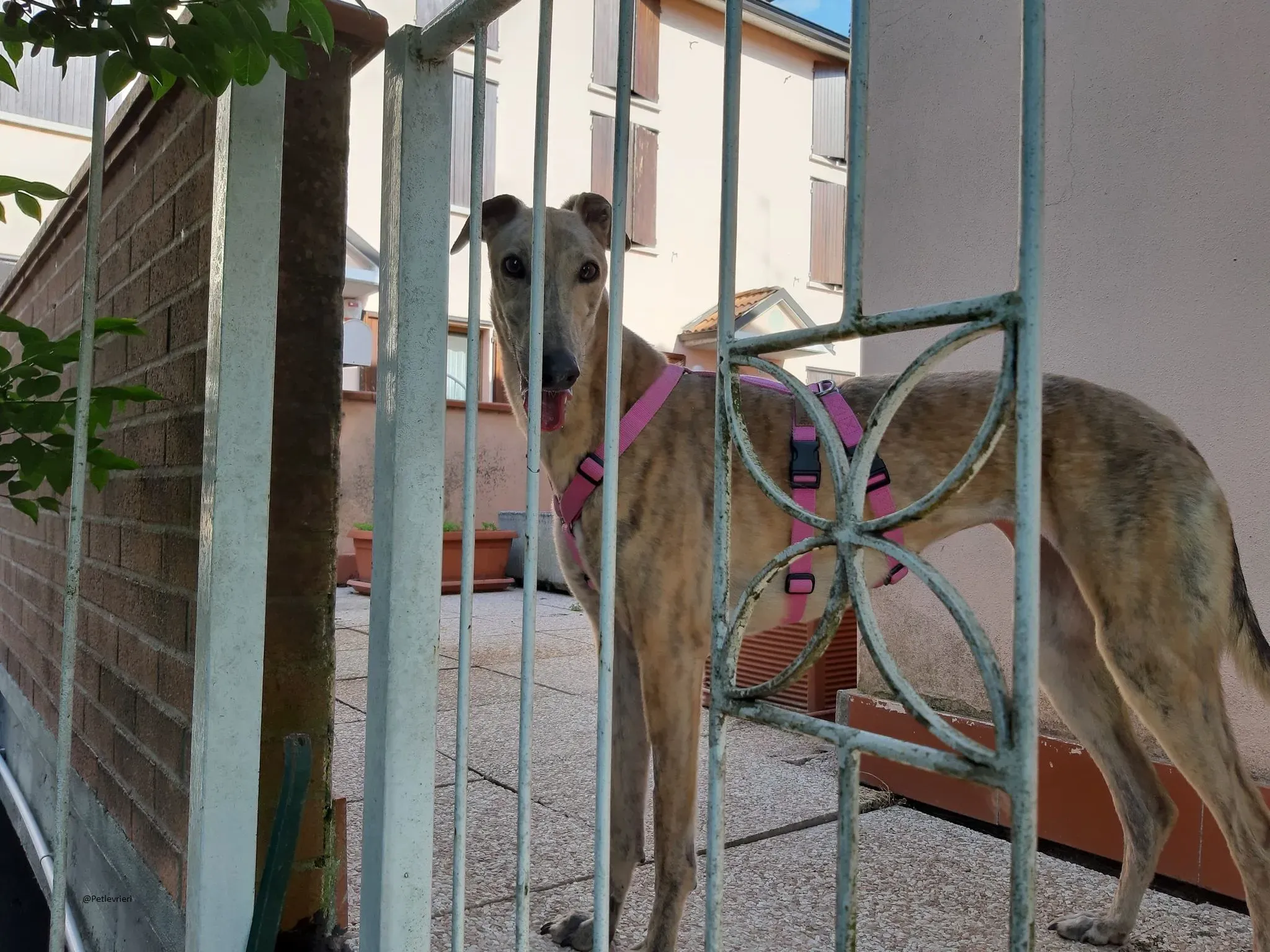 Rosemary greyhound adozionelevrieri foster 3