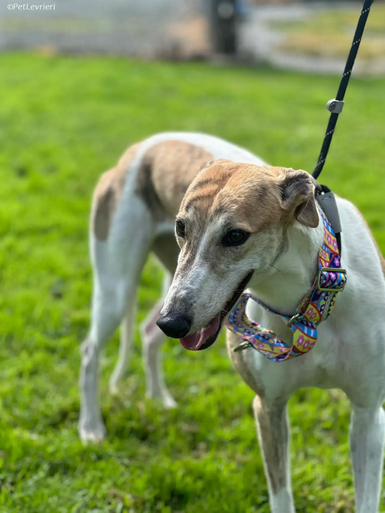 Rosie adozione levrieri greyhound 11