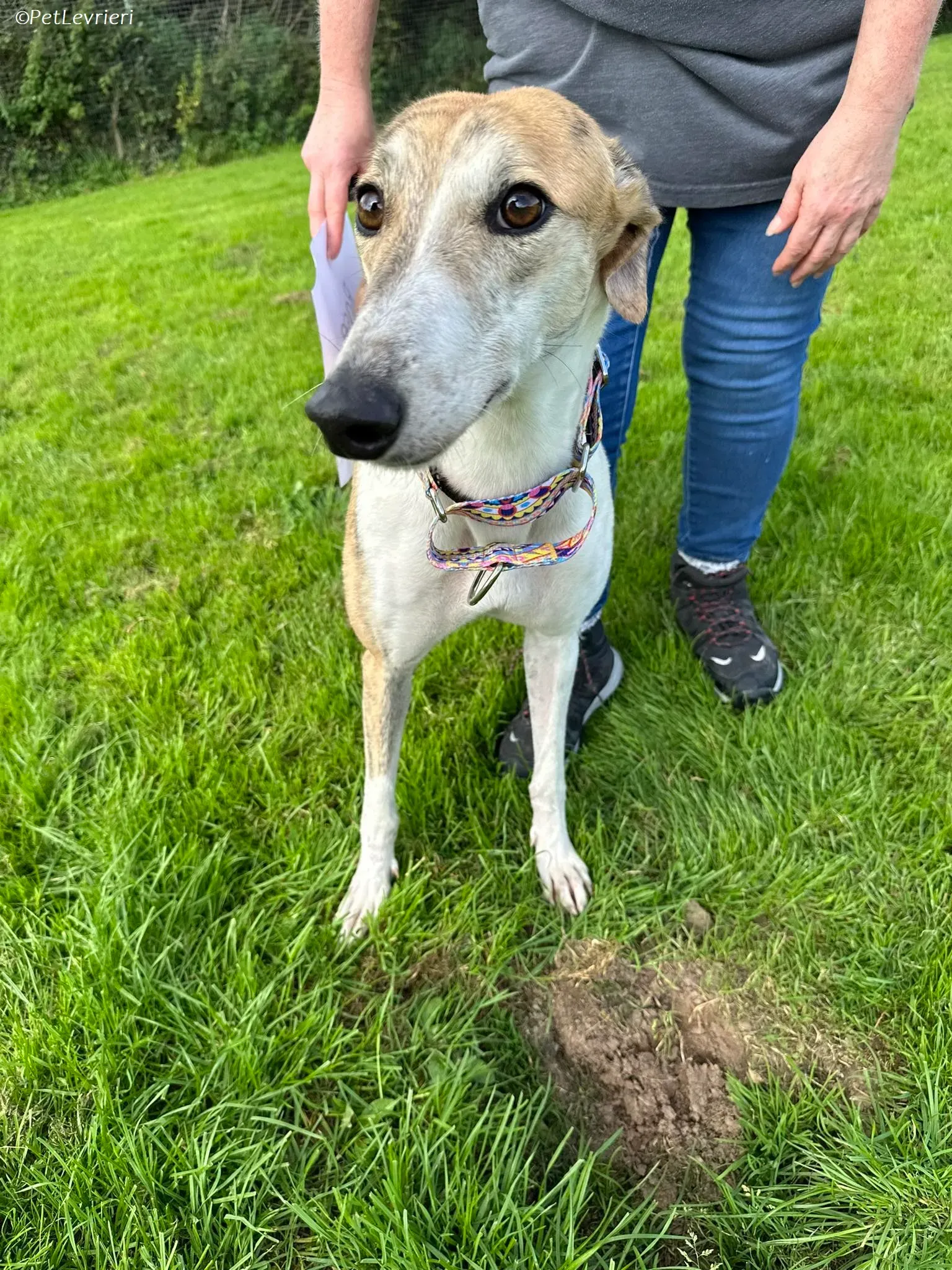 Rosie adozione levrieri greyhound 18