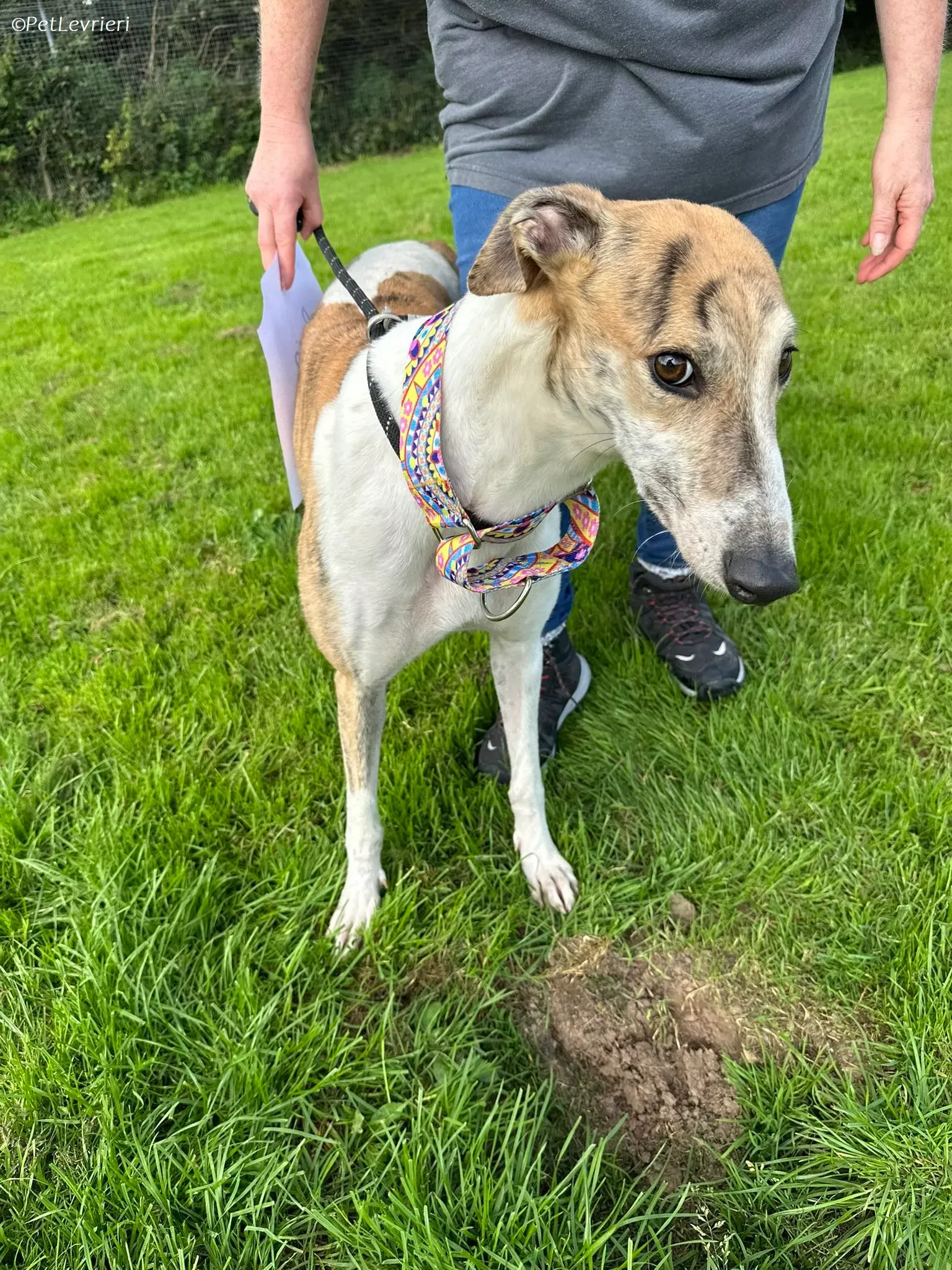 Rosie adozione levrieri greyhound 19