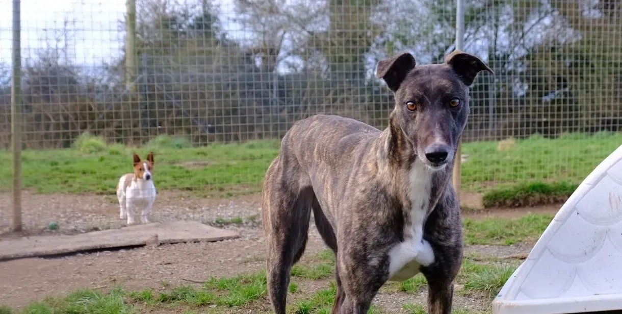 Rosie adozione levrieri greyhound 20 e1677077507312