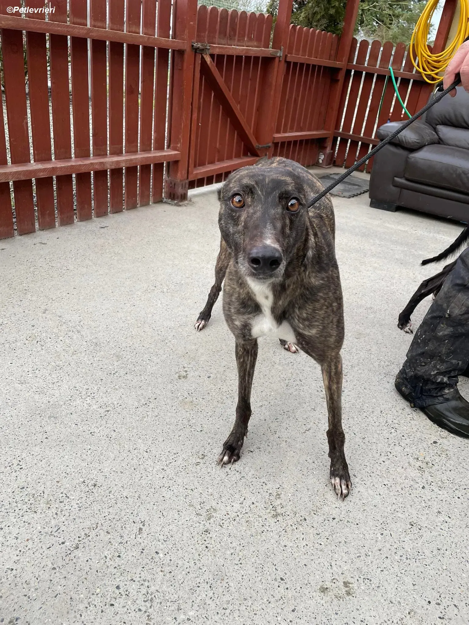 Rosie adozione levrieri greyhound 8