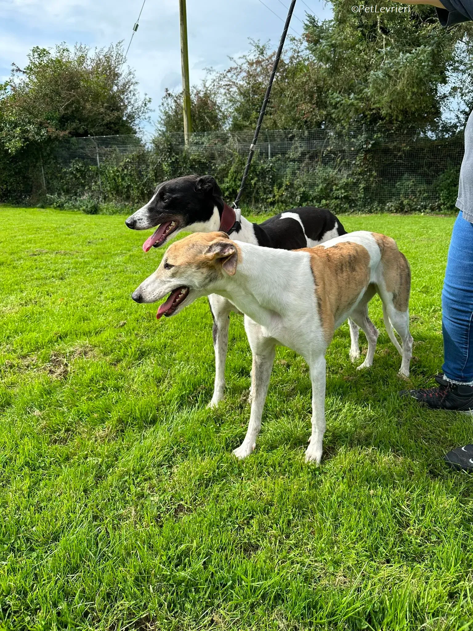 Rosie adozione levrieri greyhound 21