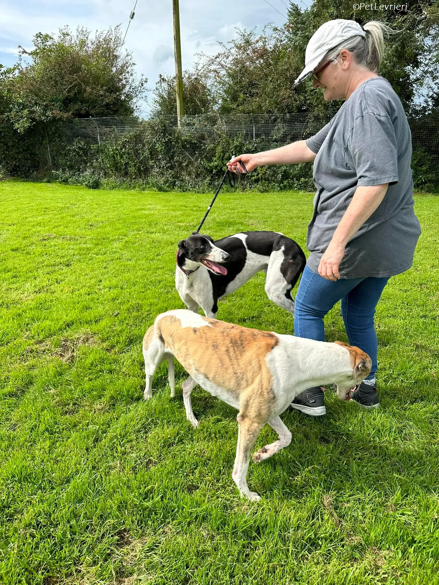 Rosie adozione levrieri greyhound 22