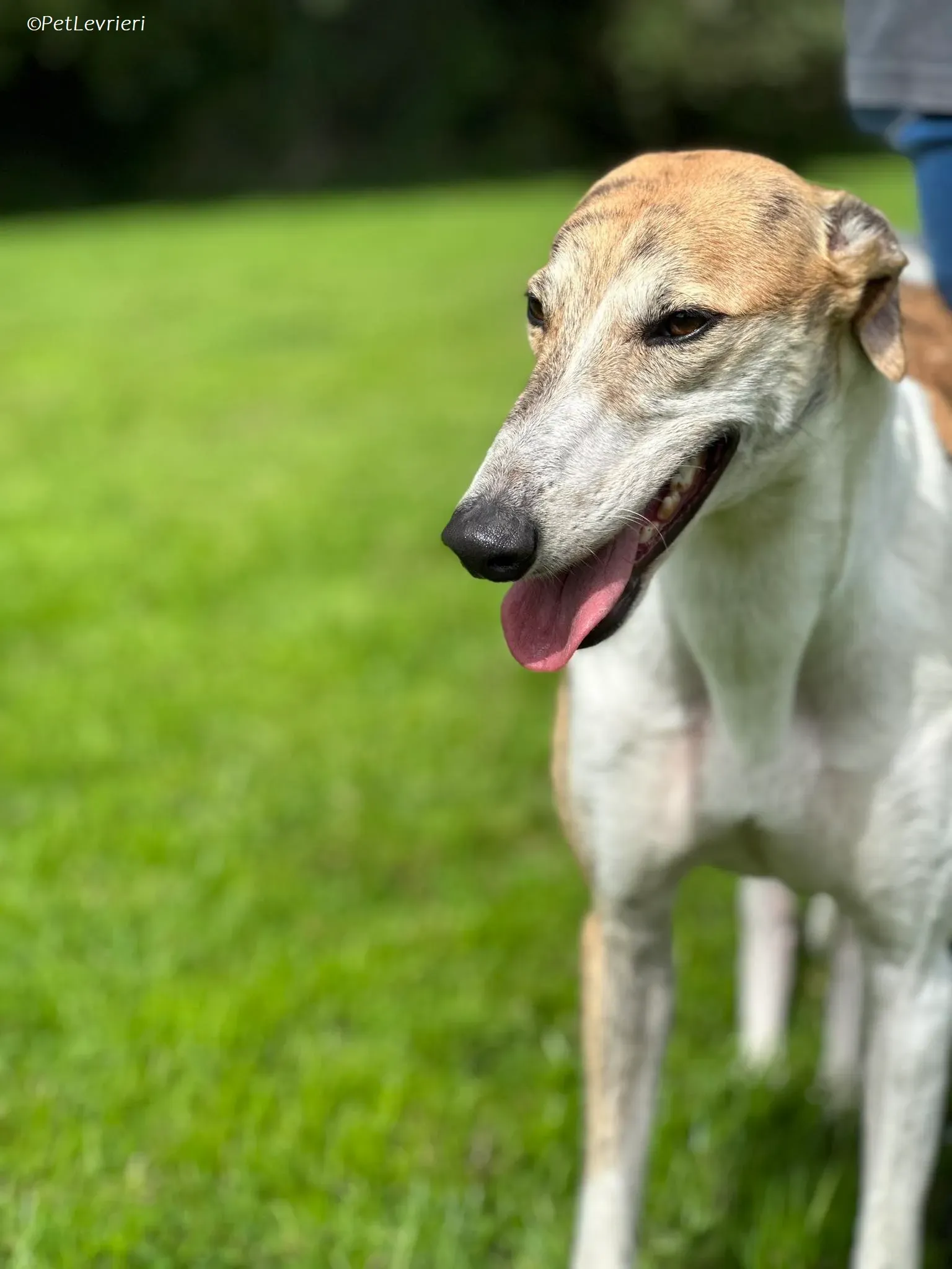 Rosie adozione levrieri greyhound 23