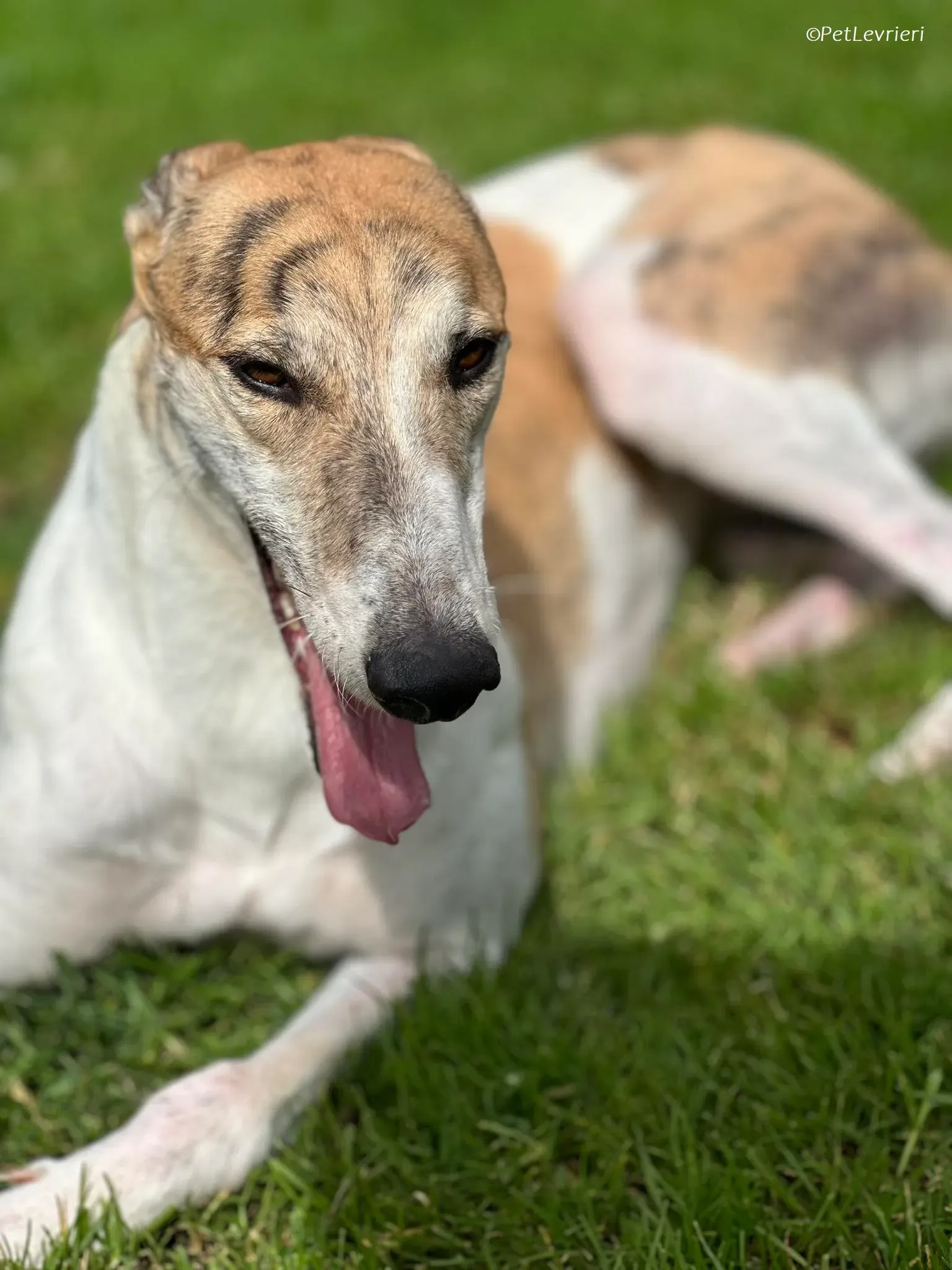 Rosie adozione levrieri greyhound 26