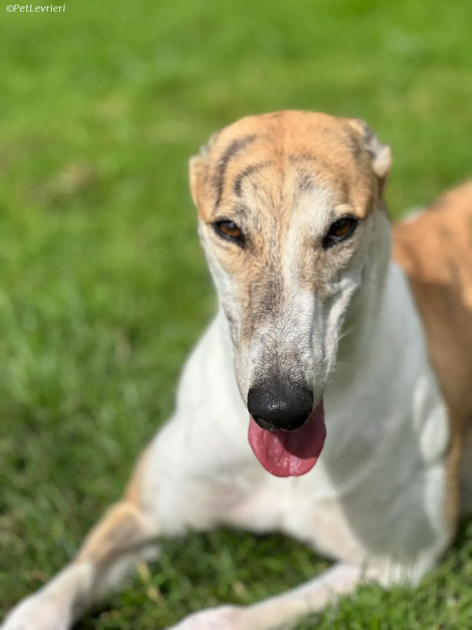 Rosie adozione levrieri greyhound 27