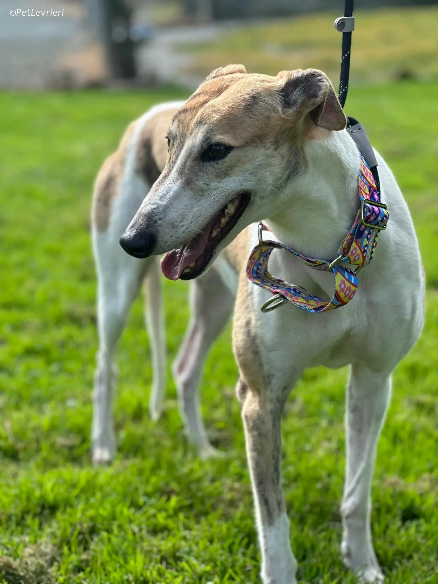 Rosie adozione levrieri greyhound 9