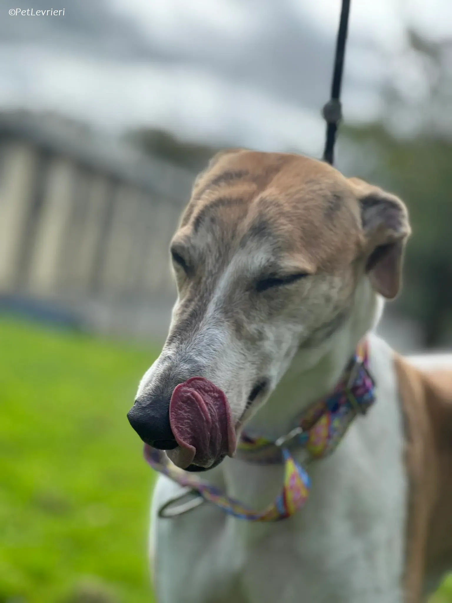 Rosie adozione levrieri greyhound 1