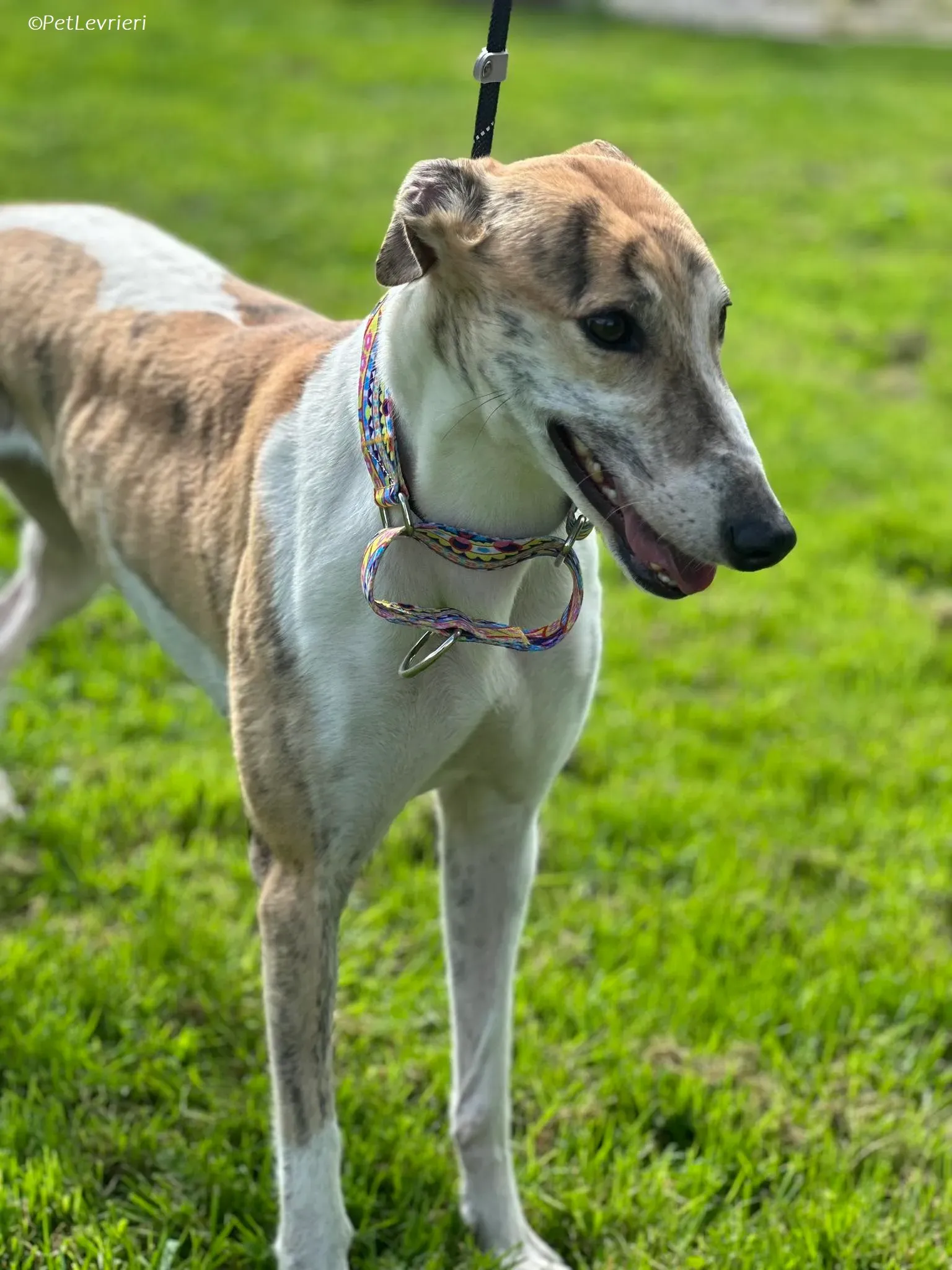 Rosie adozione levrieri greyhound 10