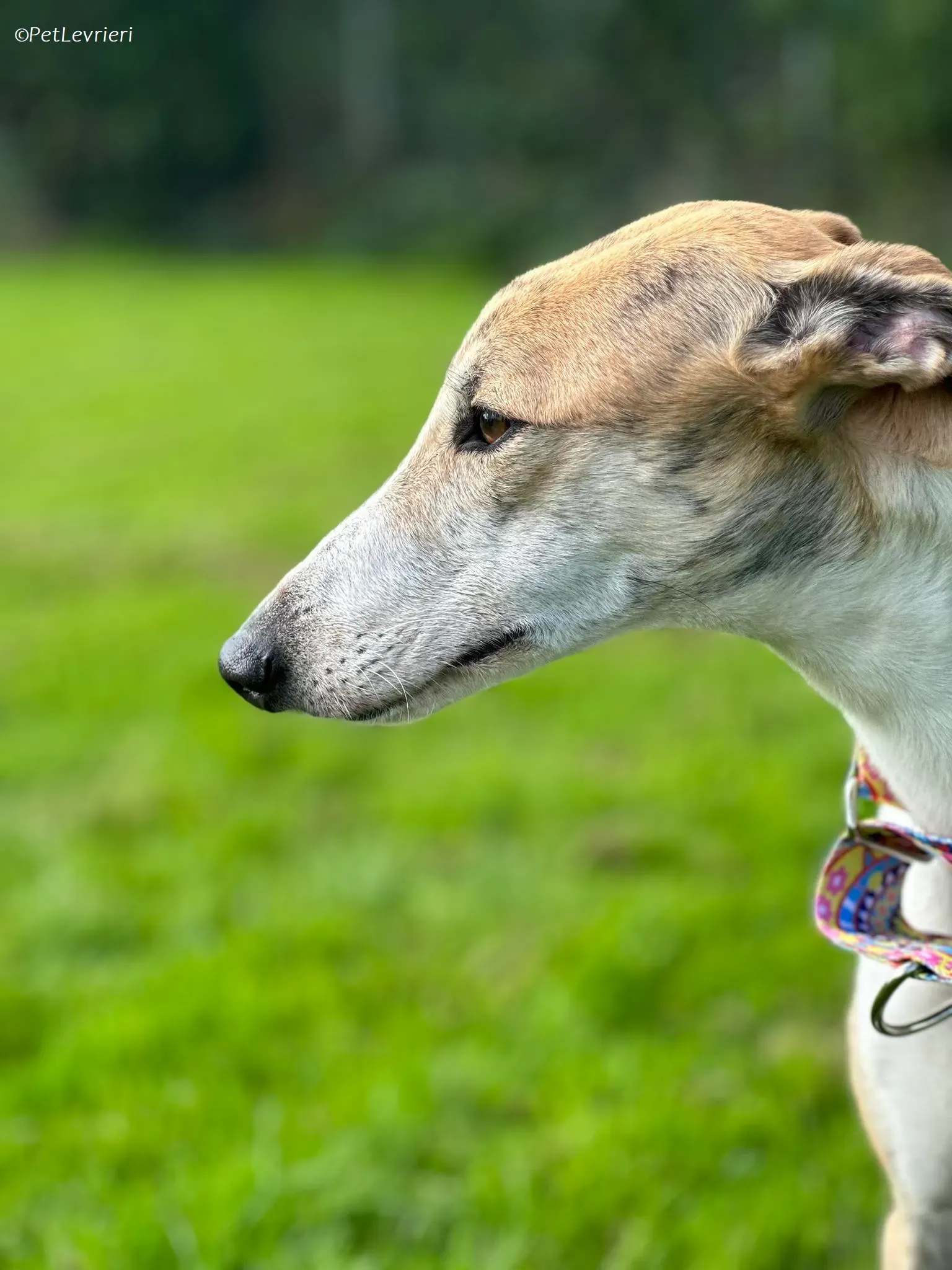 Rosie adozione levrieri greyhound 12