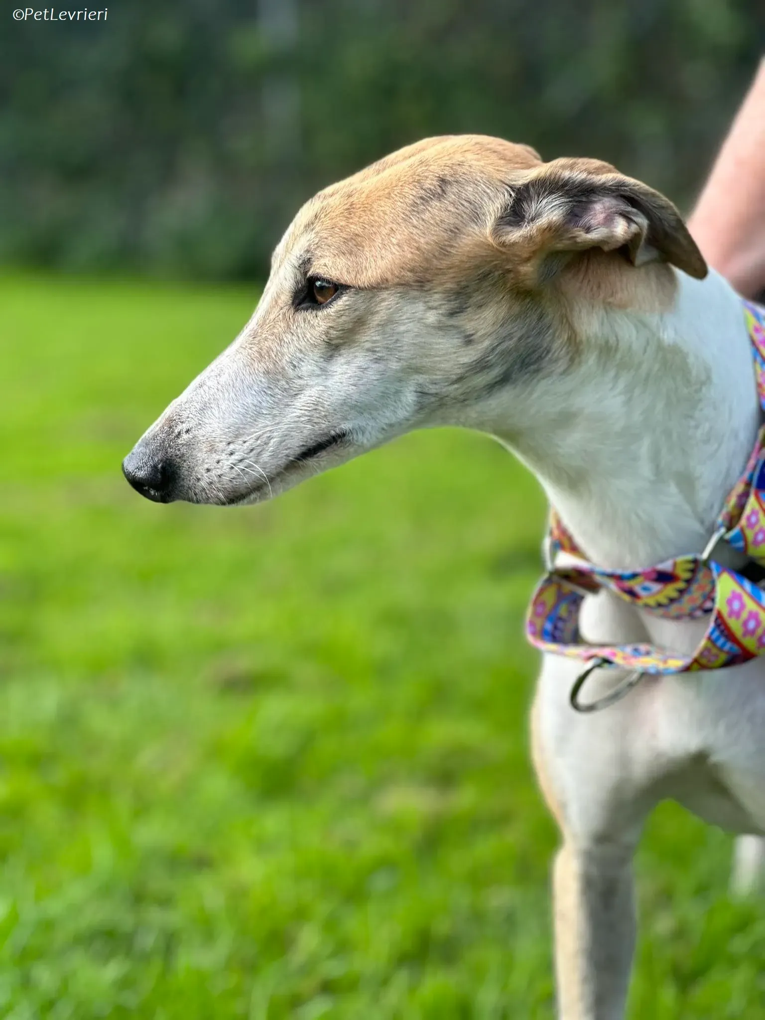 Rosie adozione levrieri greyhound 13