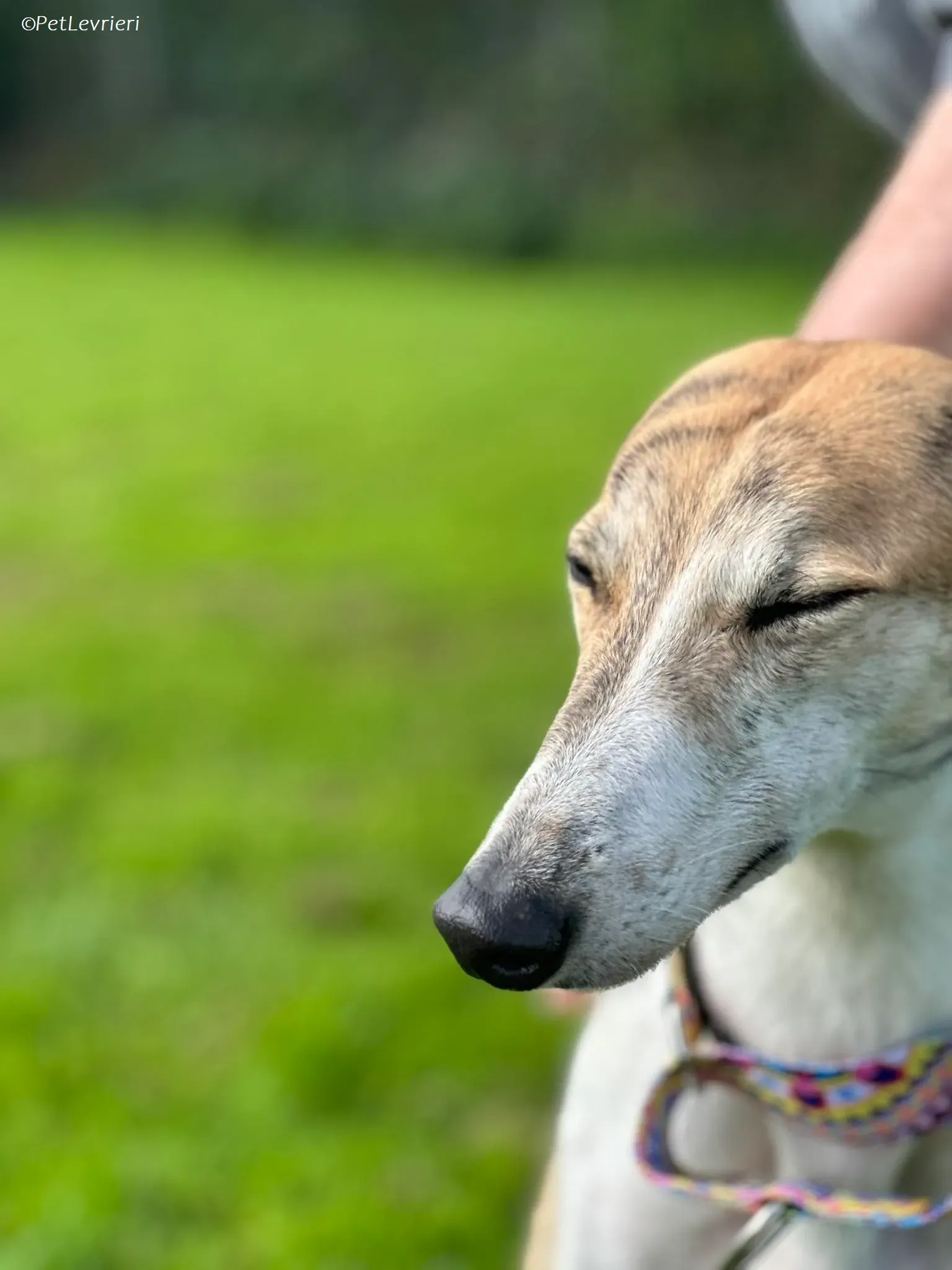 Rosie adozione levrieri greyhound 14