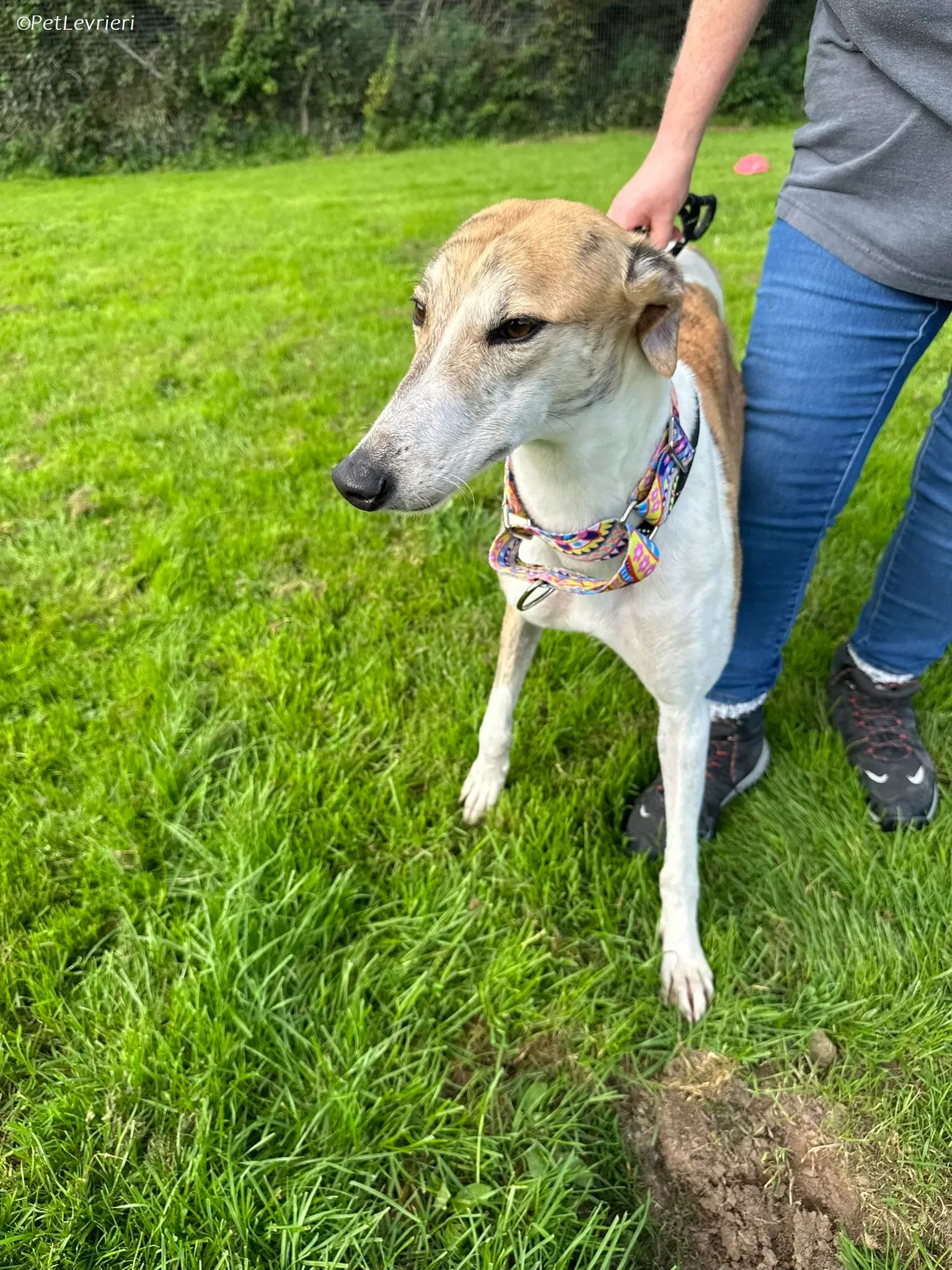 Rosie adozione levrieri greyhound 15