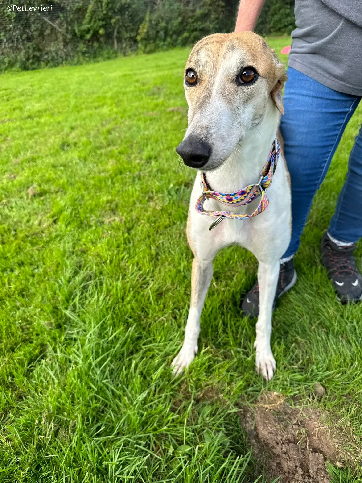 Rosie adozione levrieri greyhound 16