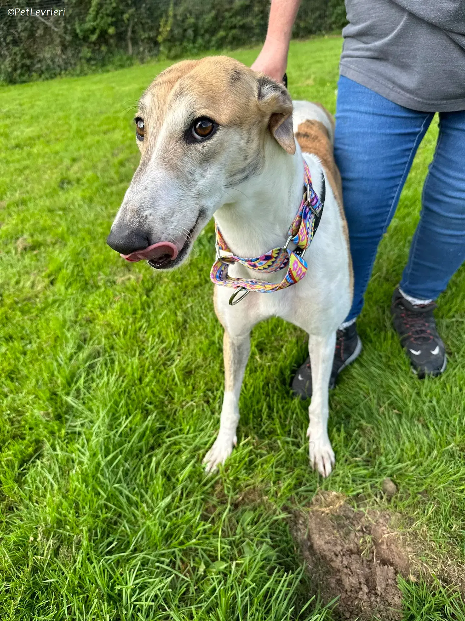 Rosie adozione levrieri greyhound 17