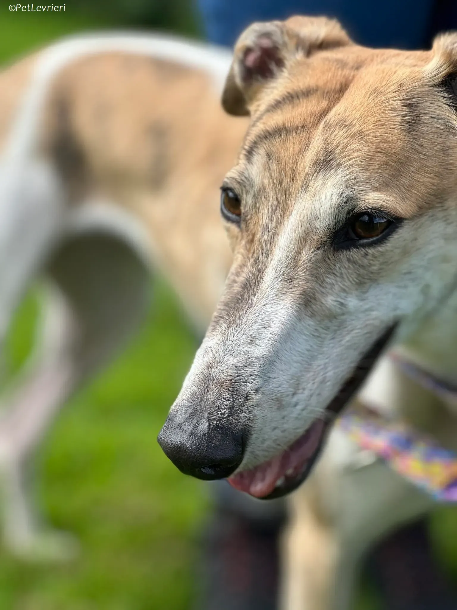 Rosie adozione levrieri greyhound 2