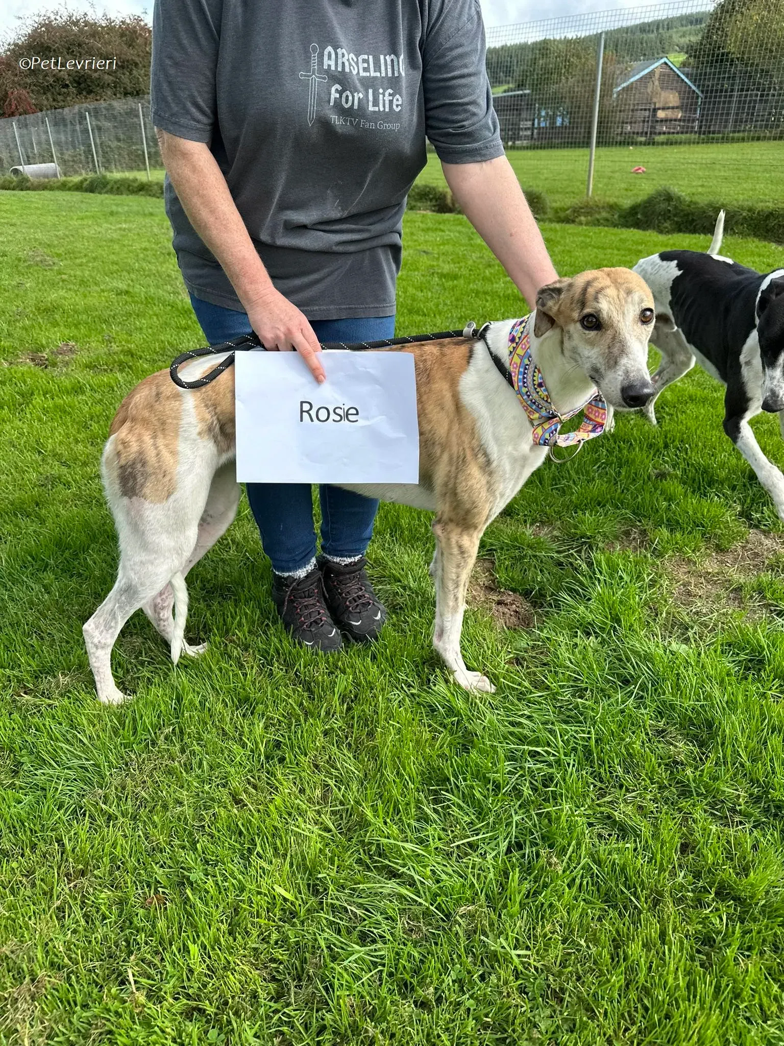 Rosie adozione levrieri greyhound 20