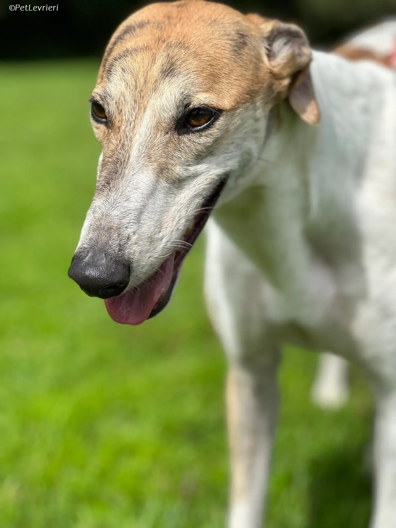 Rosie adozione levrieri greyhound 24