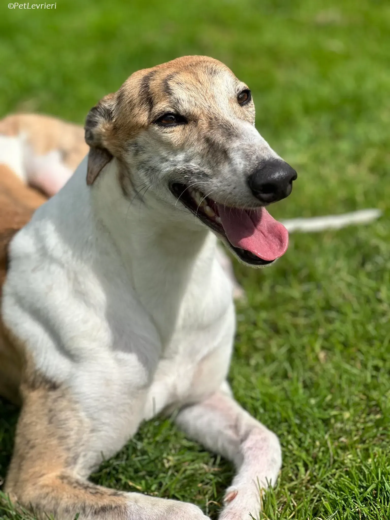 Rosie adozione levrieri greyhound 25