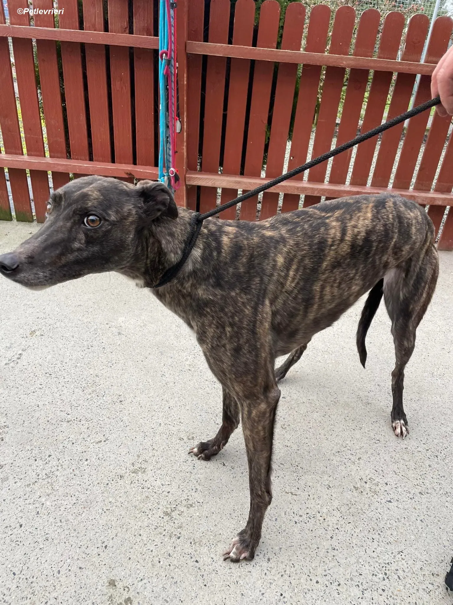 Rosie adozione levrieri greyhound 3