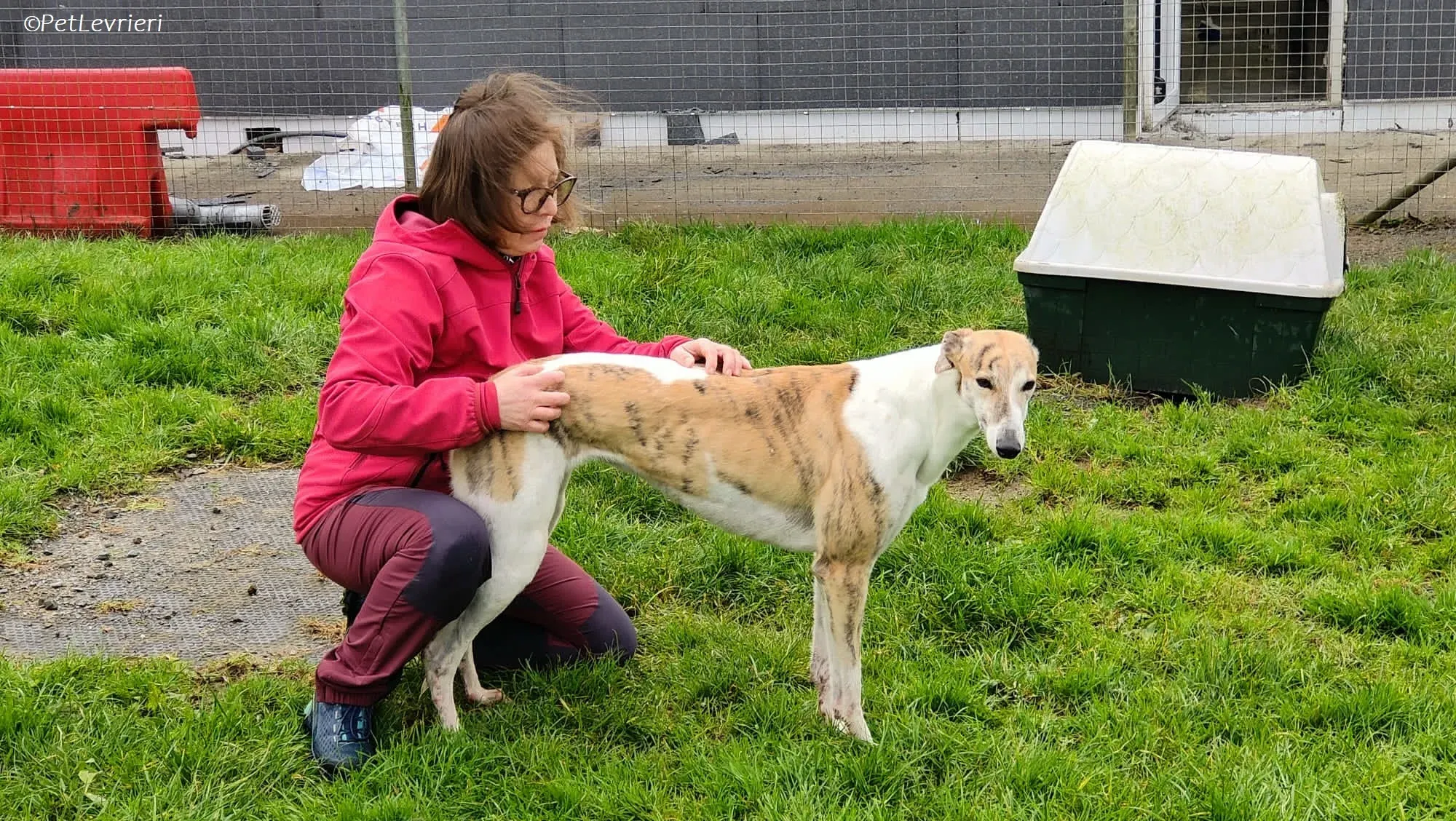 Rosie adozione levrieri greyhound 28