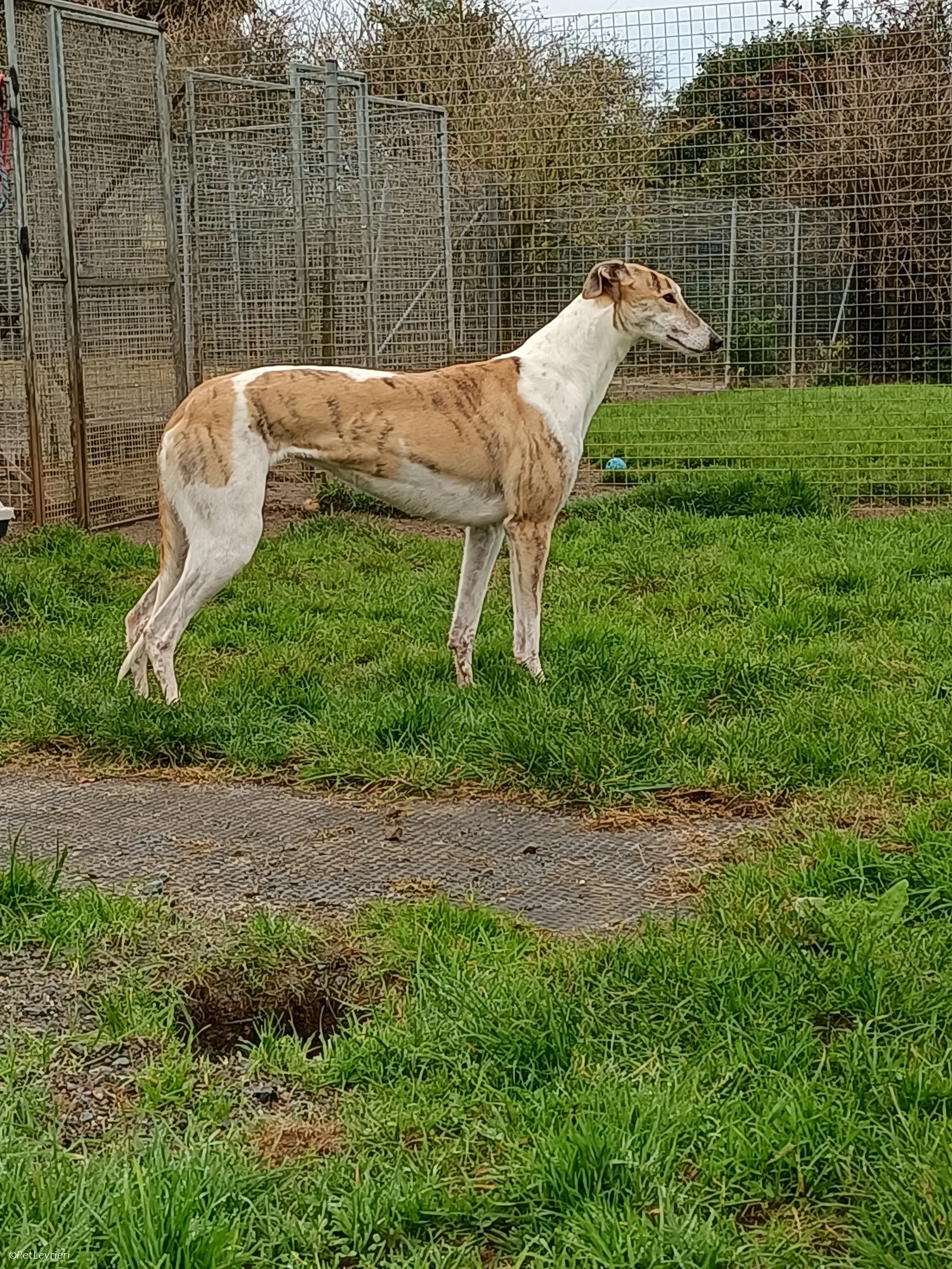 Rosie adozione levrieri greyhound 29