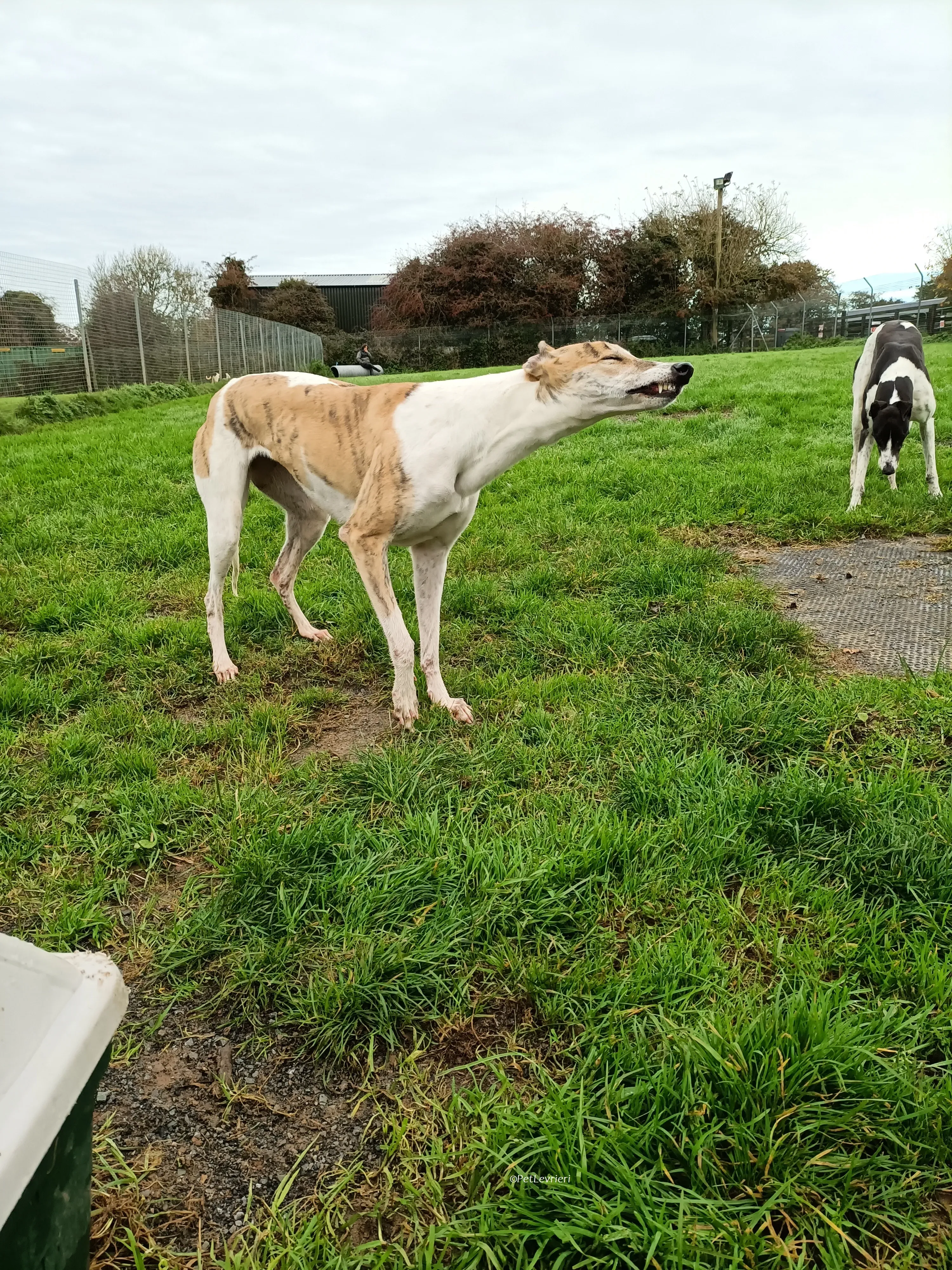 Rosie adozione levrieri greyhound 30